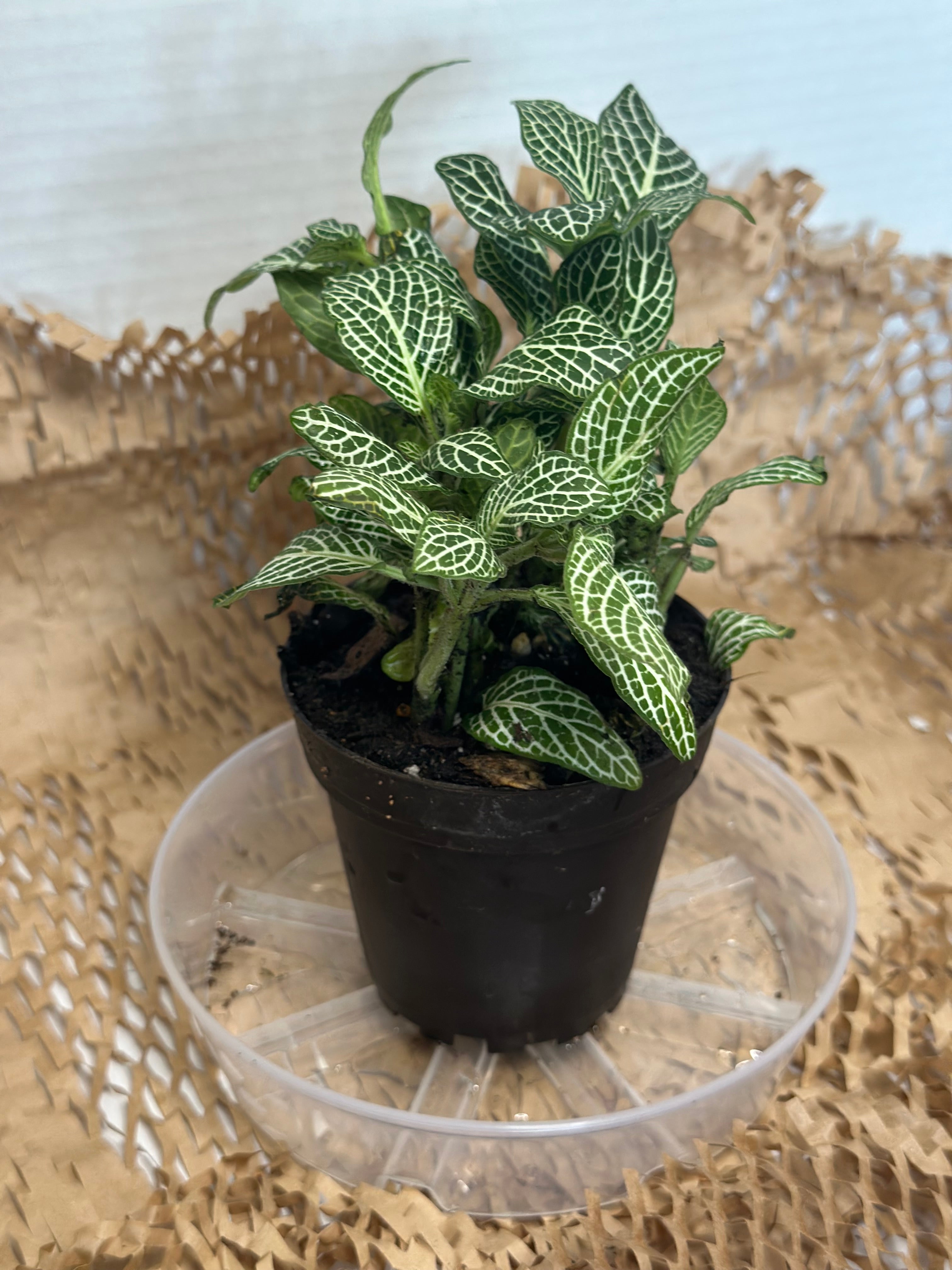 🌿 Fittonia albivenis (Nerve Plant) White