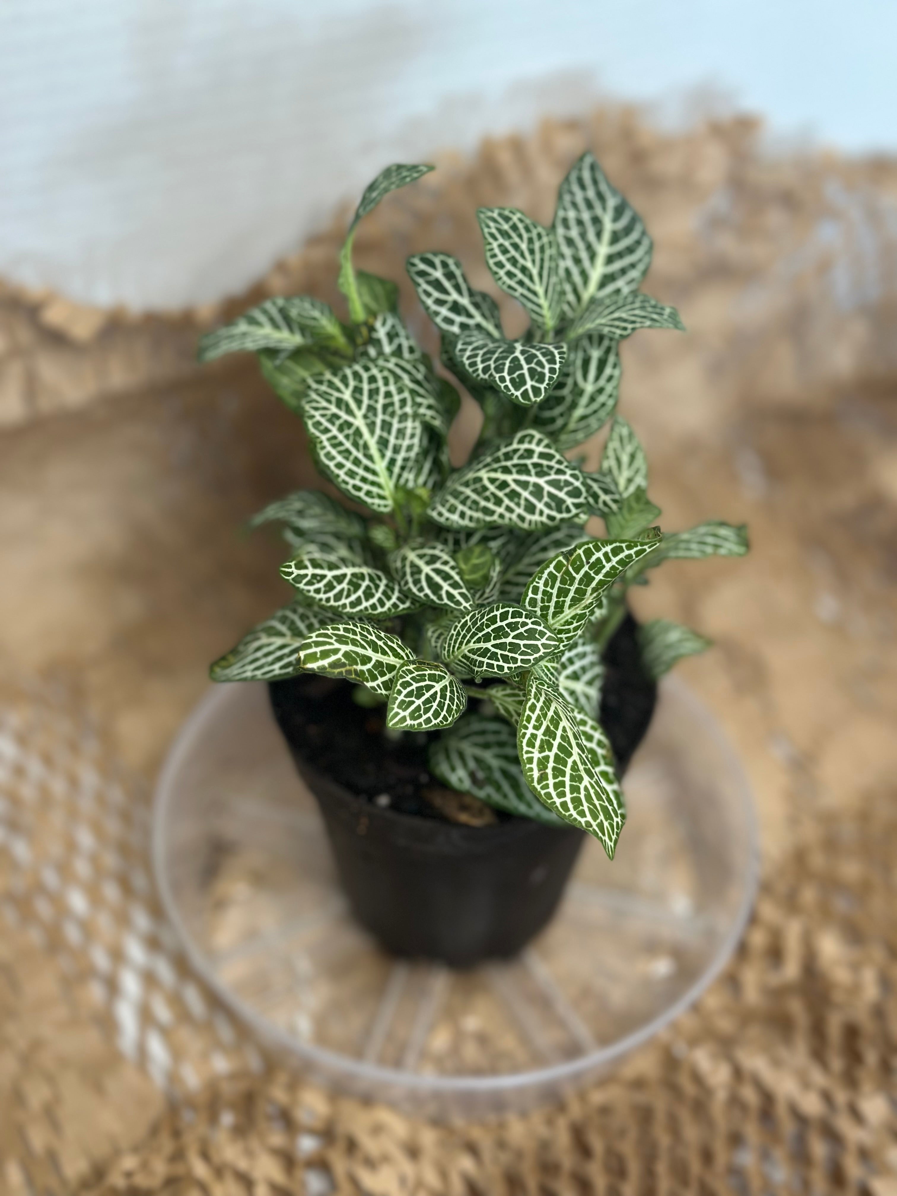 🌿 Fittonia albivenis (Nerve Plant) White