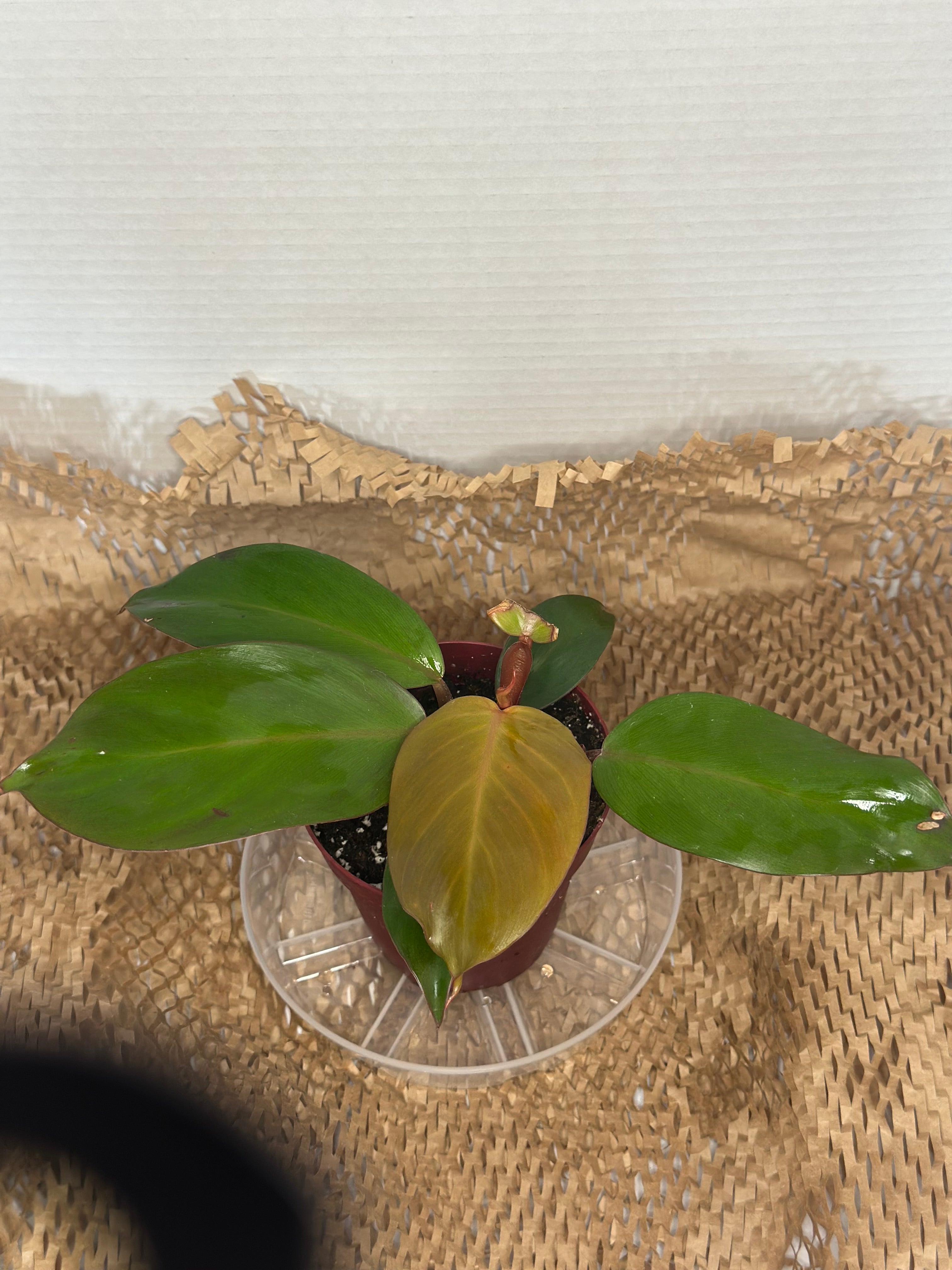 🍊 Philodendron Prince of Orange (Orange Royalty)
