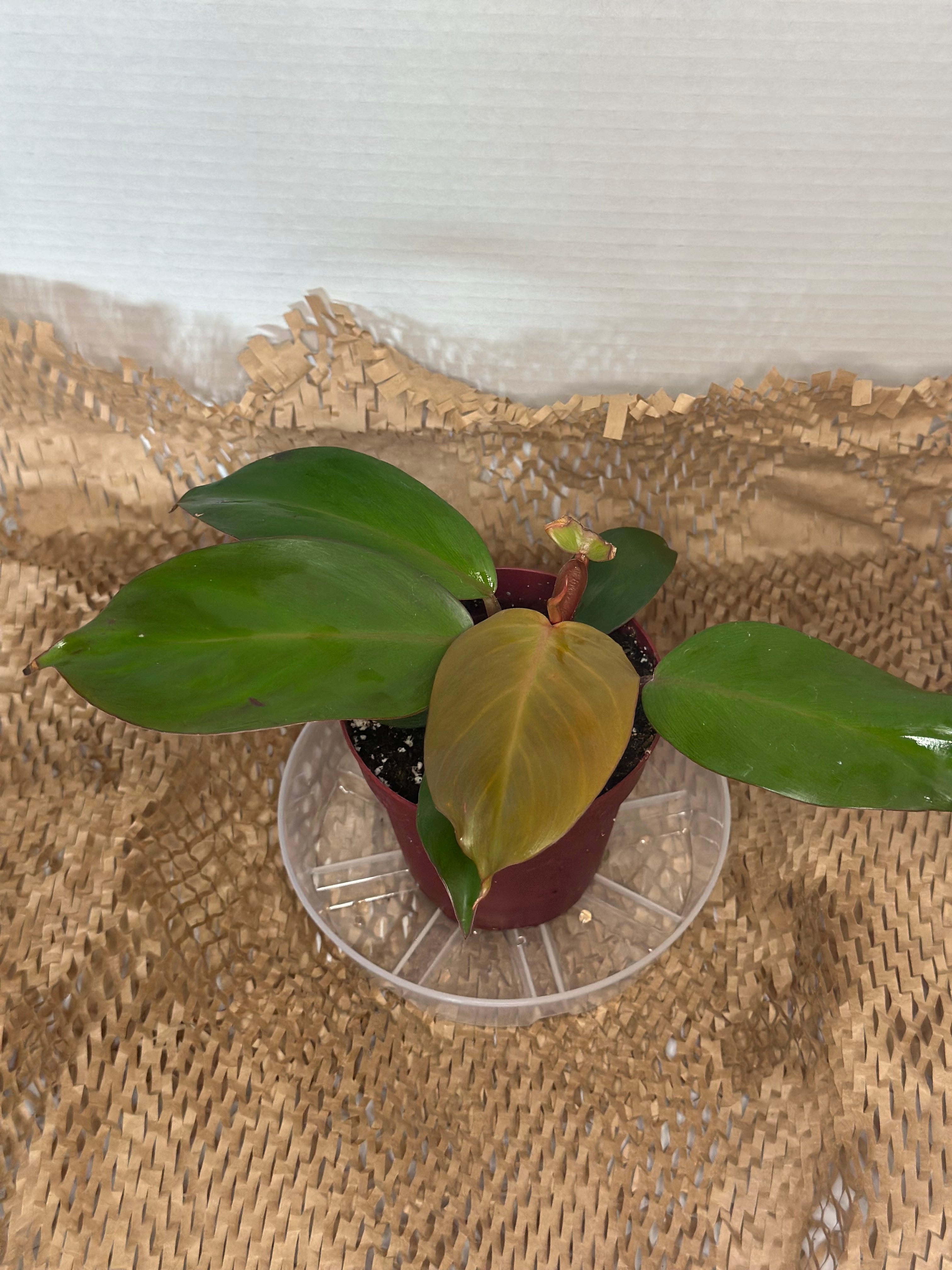 🍊 Philodendron Prince of Orange (Orange Royalty)