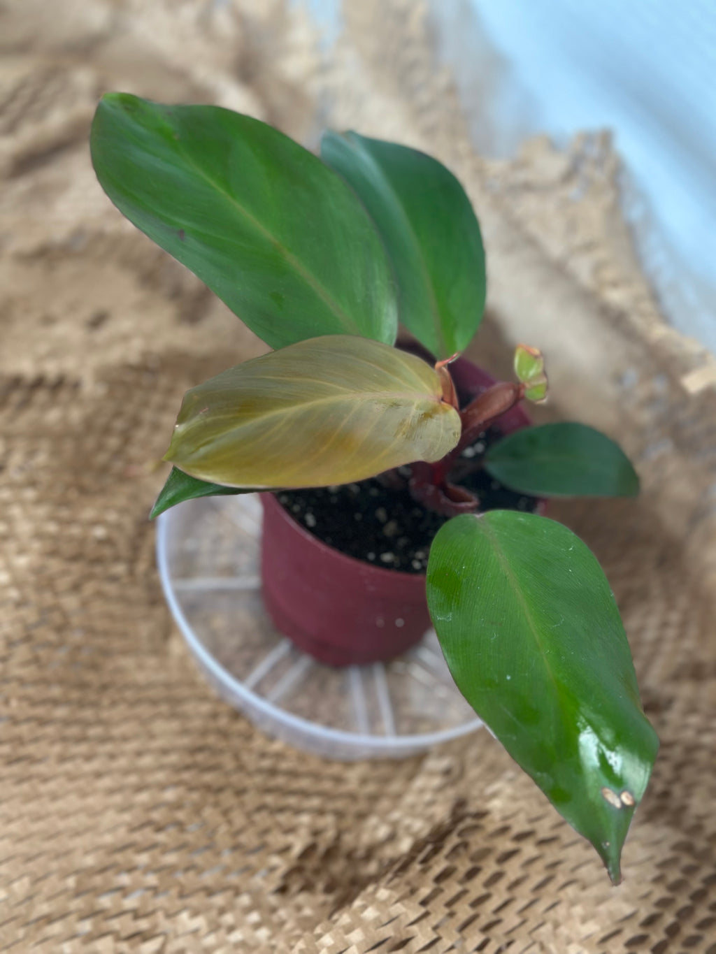 🍊 Philodendron Prince of Orange (Orange Royalty)