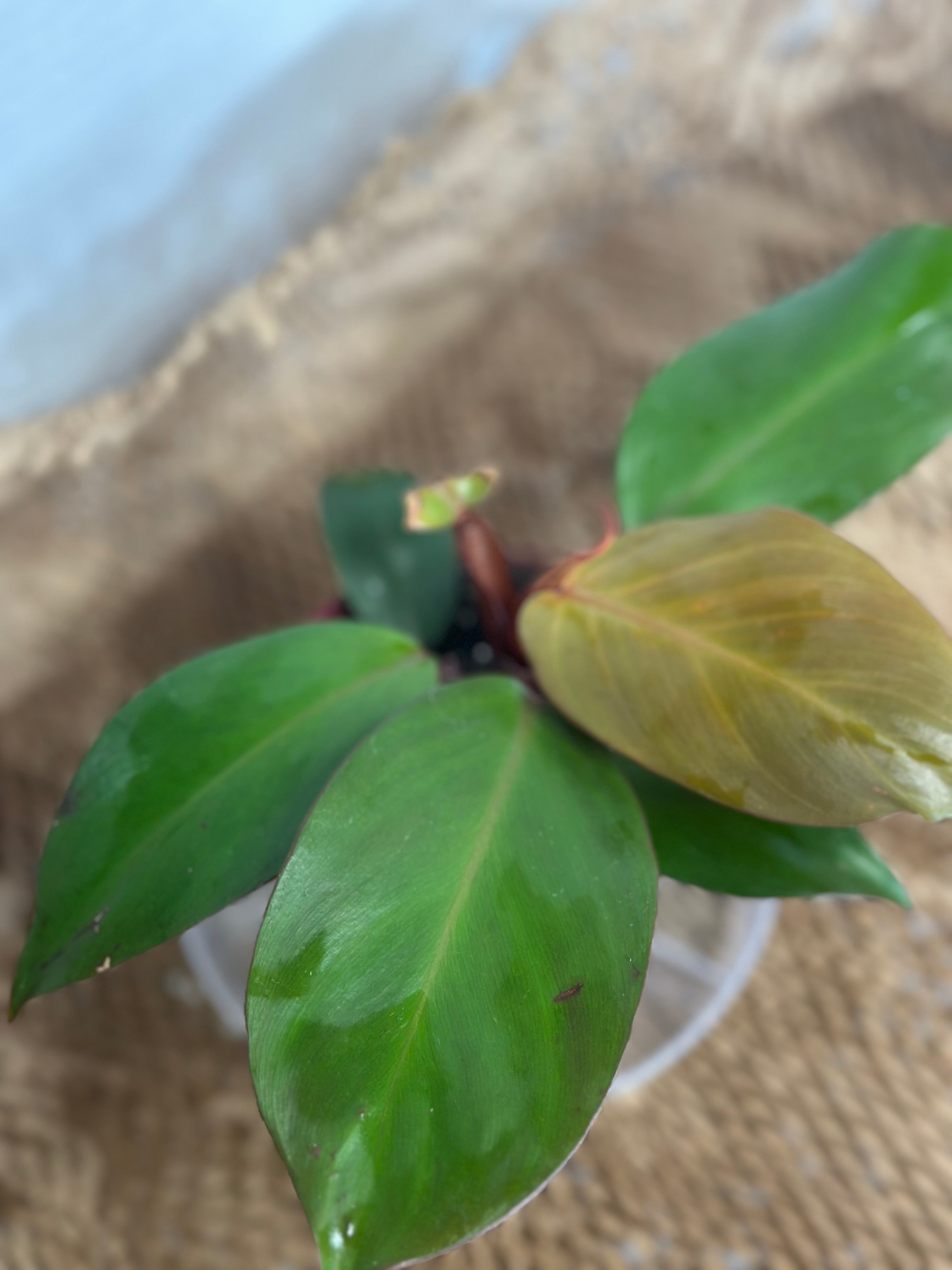 🍊 Philodendron Prince of Orange (Orange Royalty)