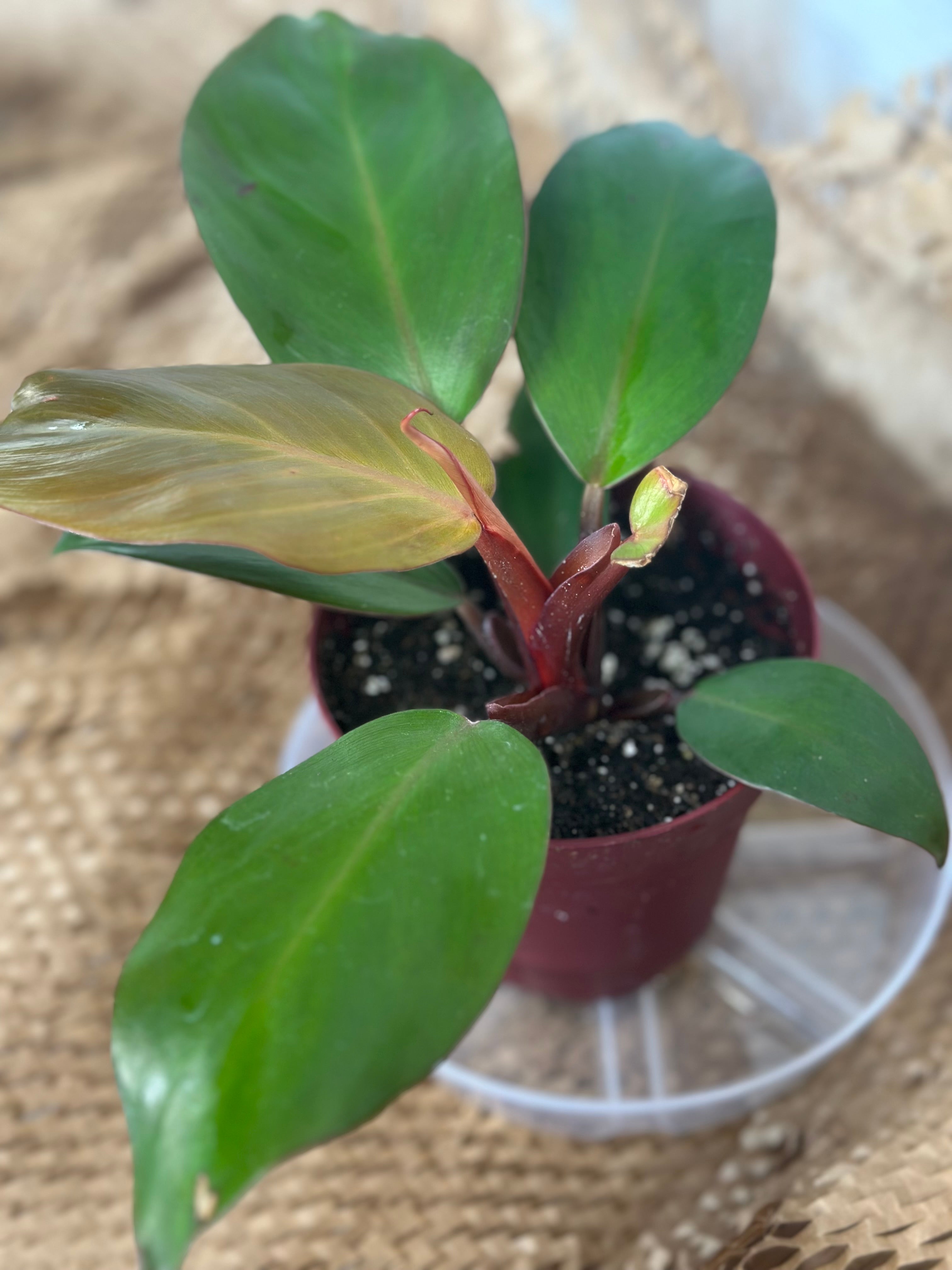 🍊 Philodendron Prince of Orange (Orange Royalty)