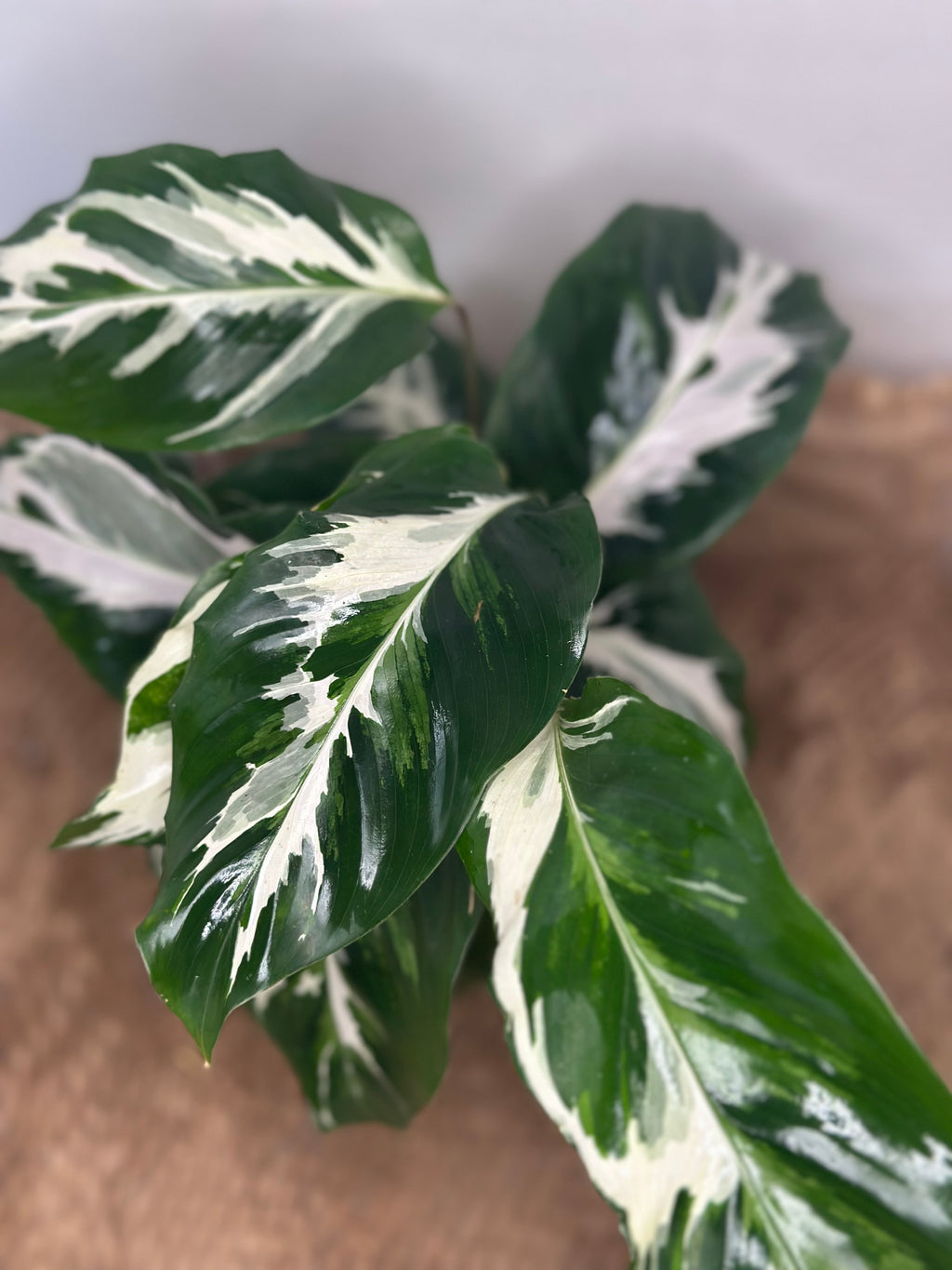 🤍 Calathea White Fusion (Lietzei White Fusion)
