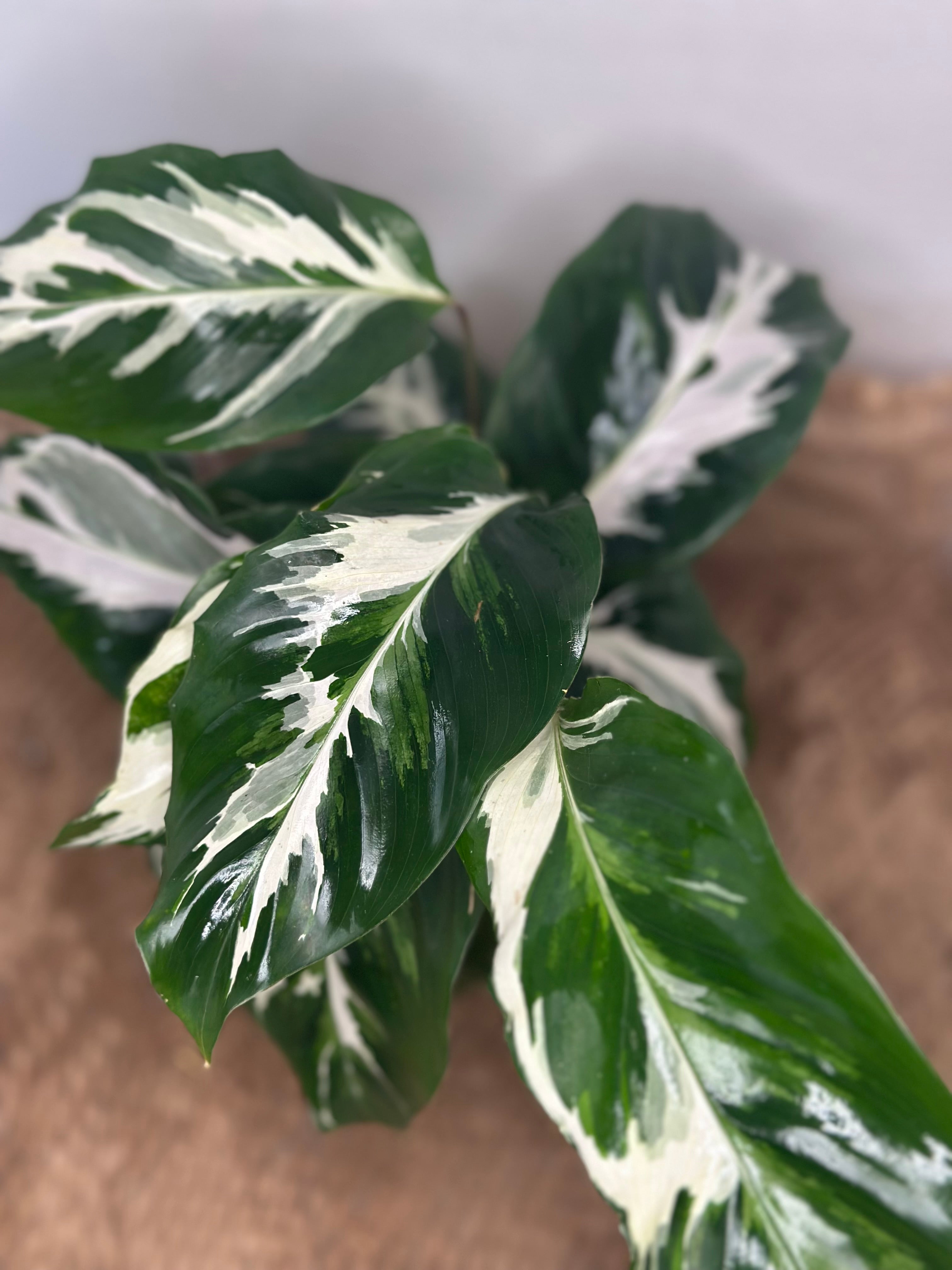 🤍 Calathea White Fusion (Lietzei White Fusion)