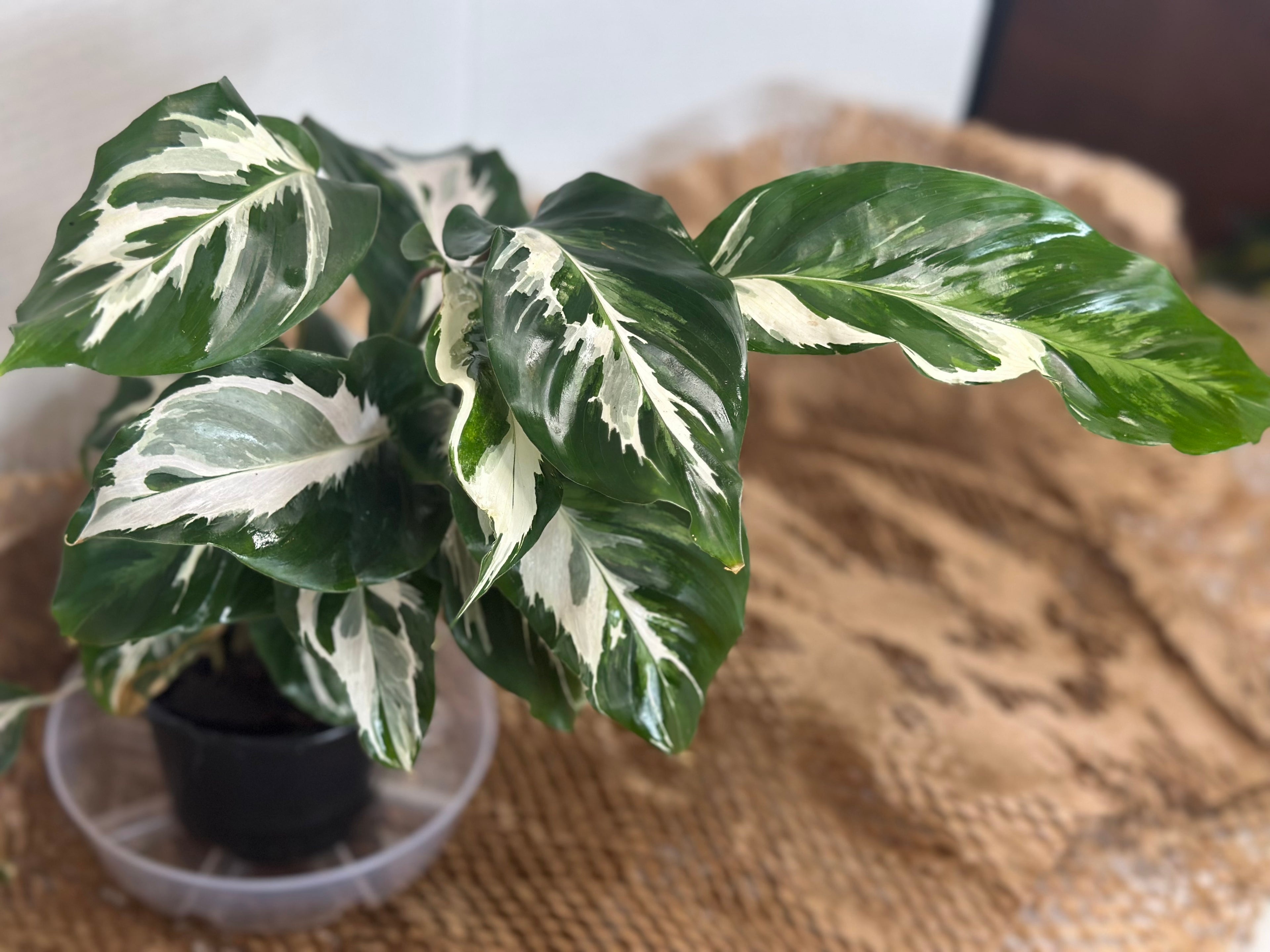 🤍 Calathea White Fusion (Lietzei White Fusion)