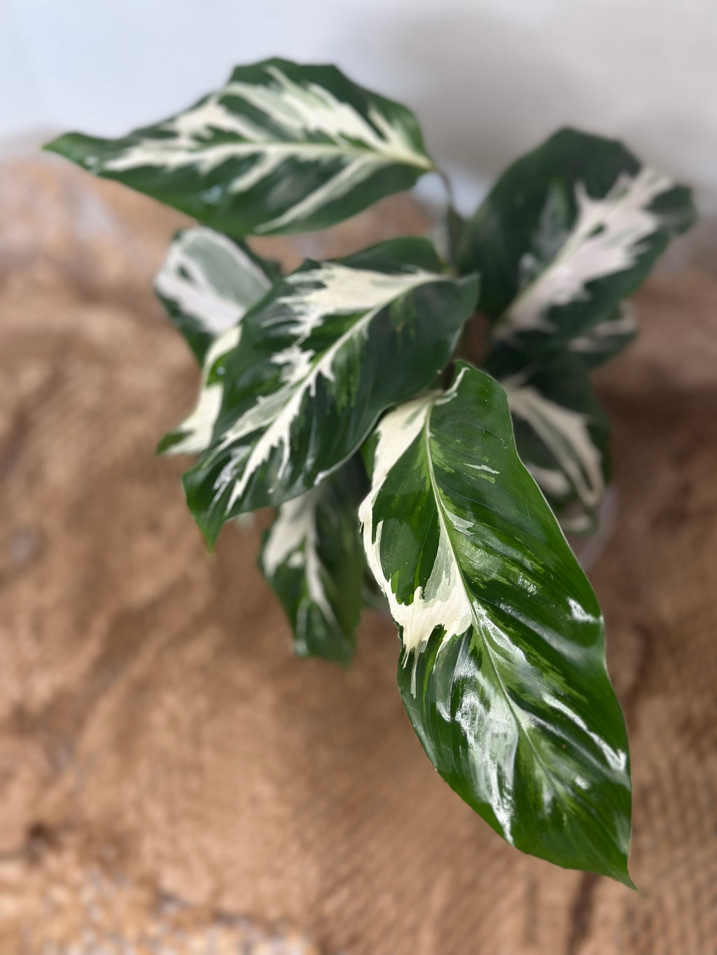 🤍 Calathea White Fusion (Lietzei White Fusion)