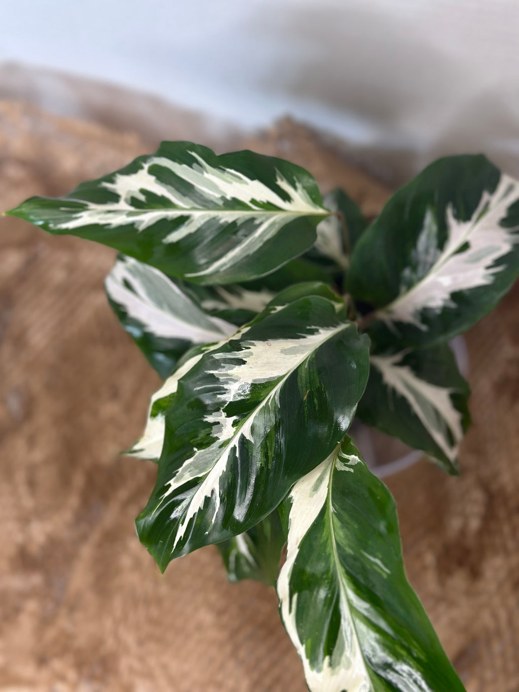 🤍 Calathea White Fusion (Lietzei White Fusion)