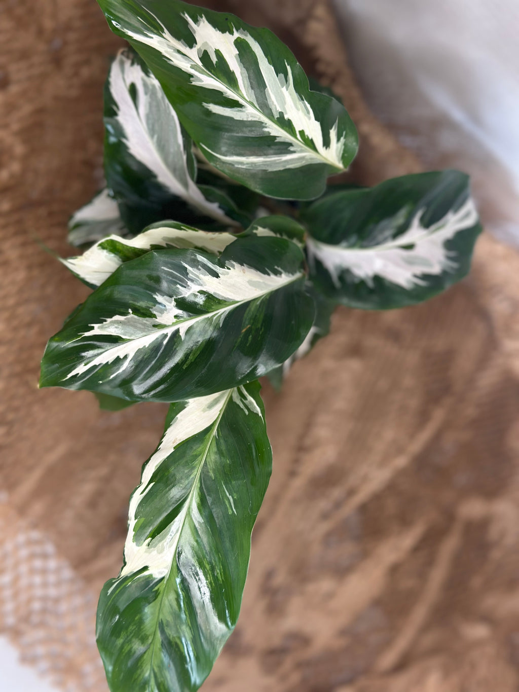 🤍 Calathea White Fusion (Lietzei White Fusion)