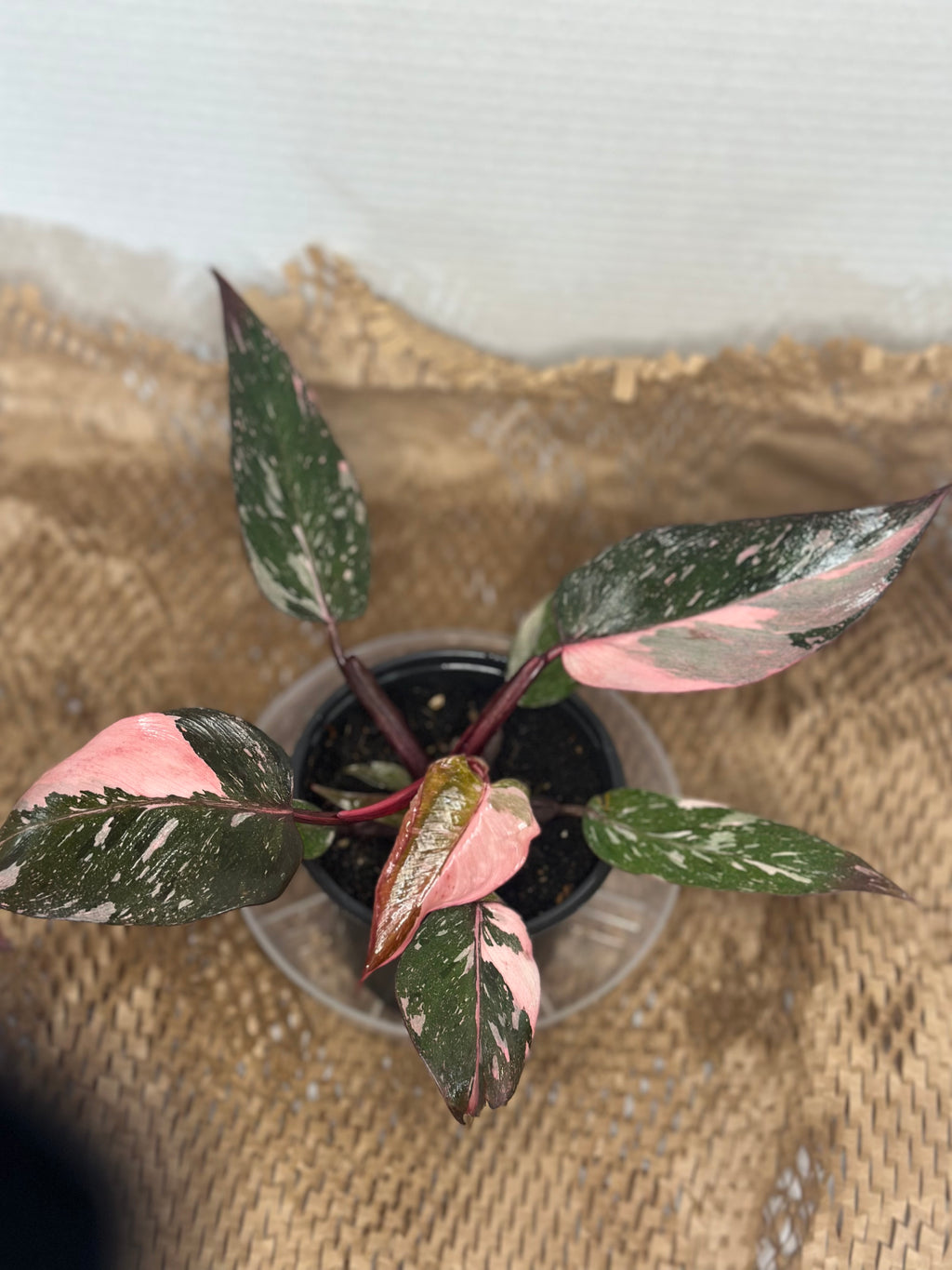 💖 Philodendron Pink Princess Marble (Marbled Pink Royalty)
