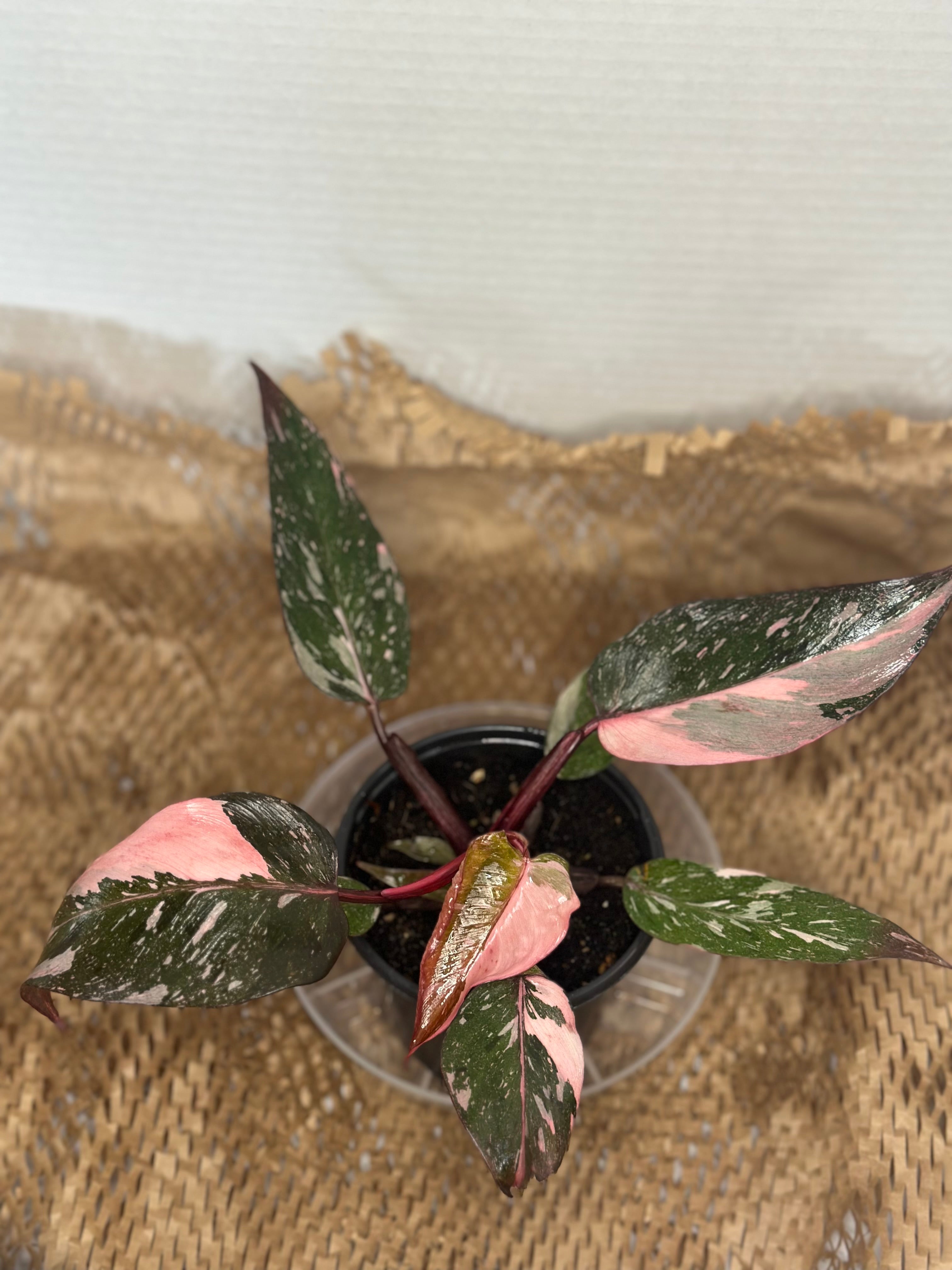 💖 Philodendron Pink Princess Marble (Marbled Pink Royalty)