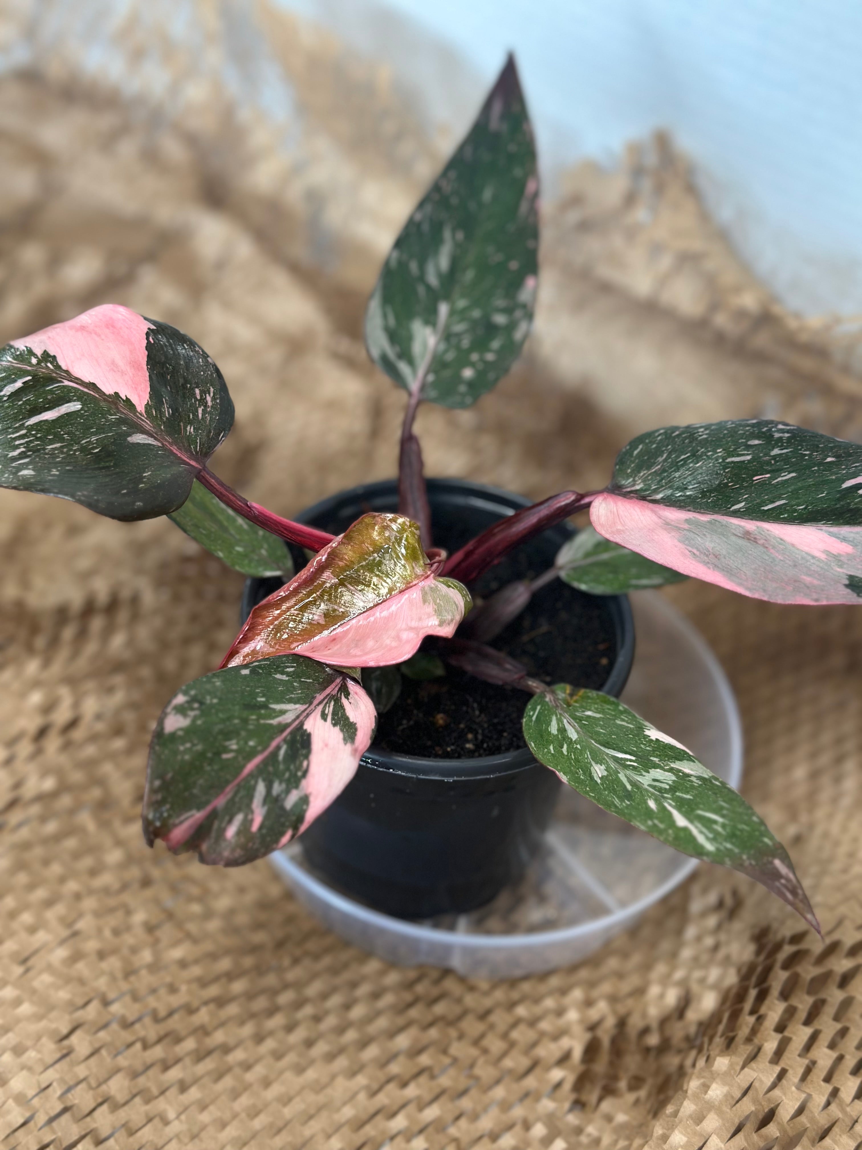 💖 Philodendron Pink Princess Marble (Marbled Pink Royalty)