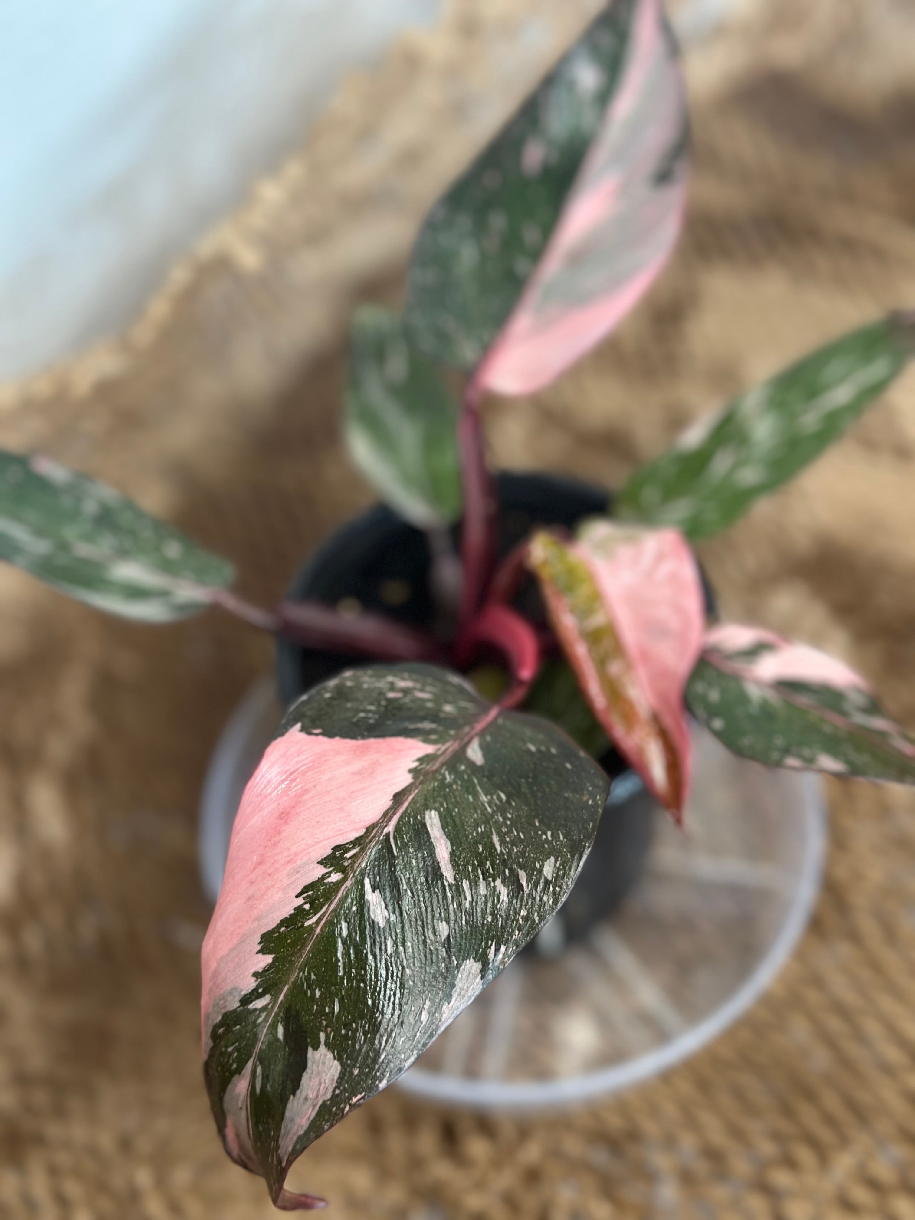 💖 Philodendron Pink Princess Marble (Marbled Pink Royalty)