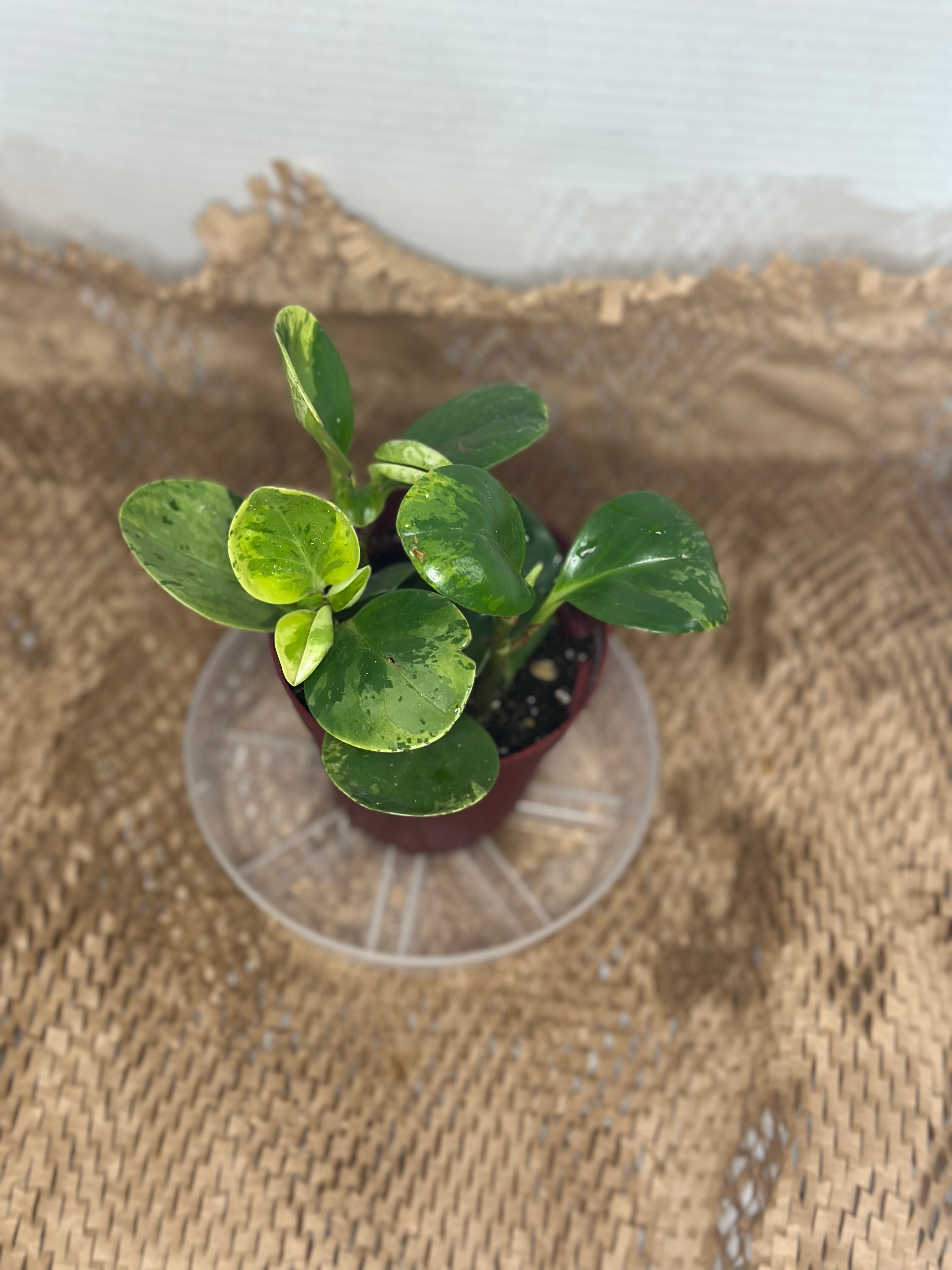 🎨 Peperomia obtusifolia 'Marble' (Marble Baby Rubber Plant)