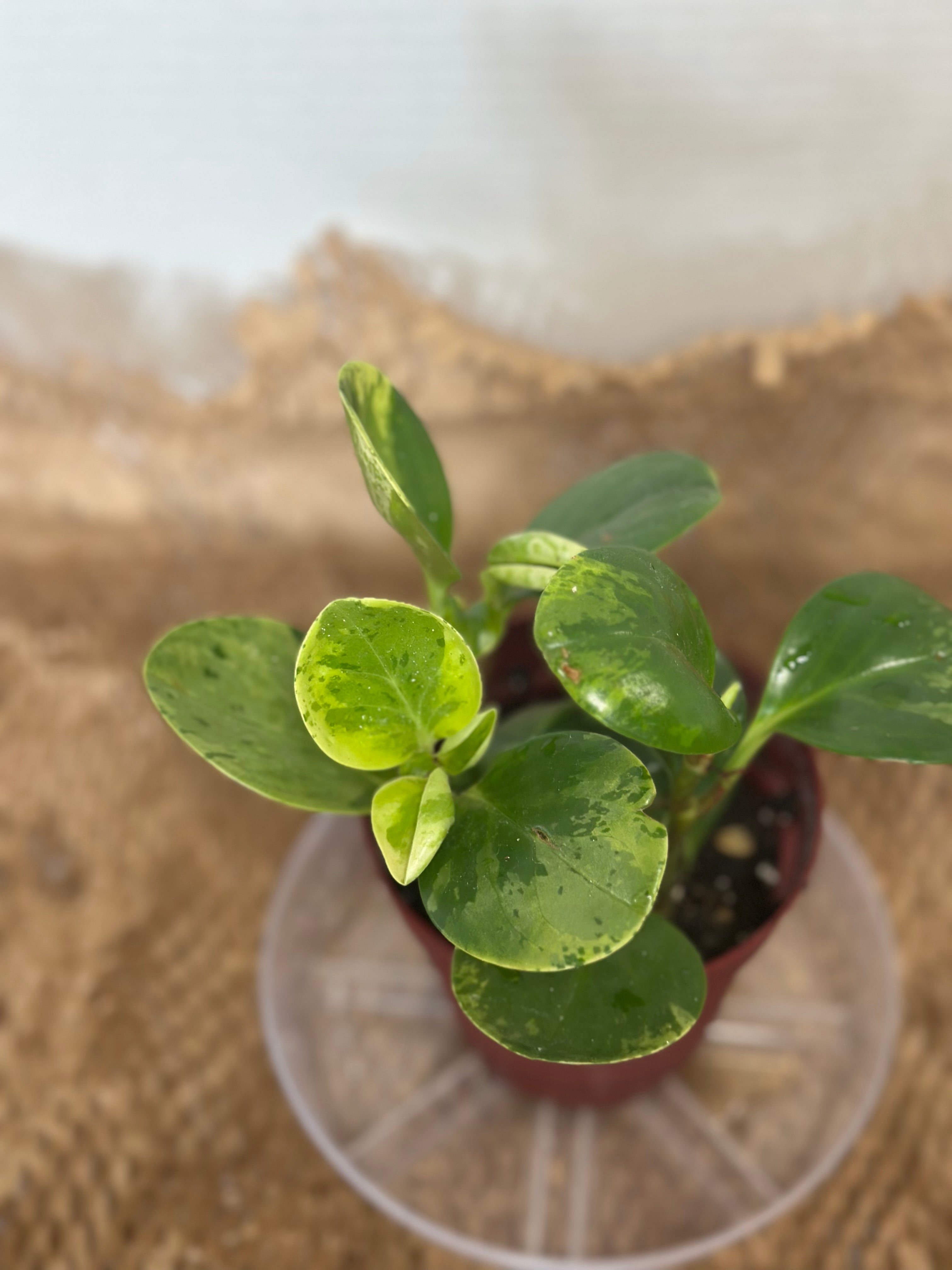 🎨 Peperomia obtusifolia 'Marble' (Marble Baby Rubber Plant)