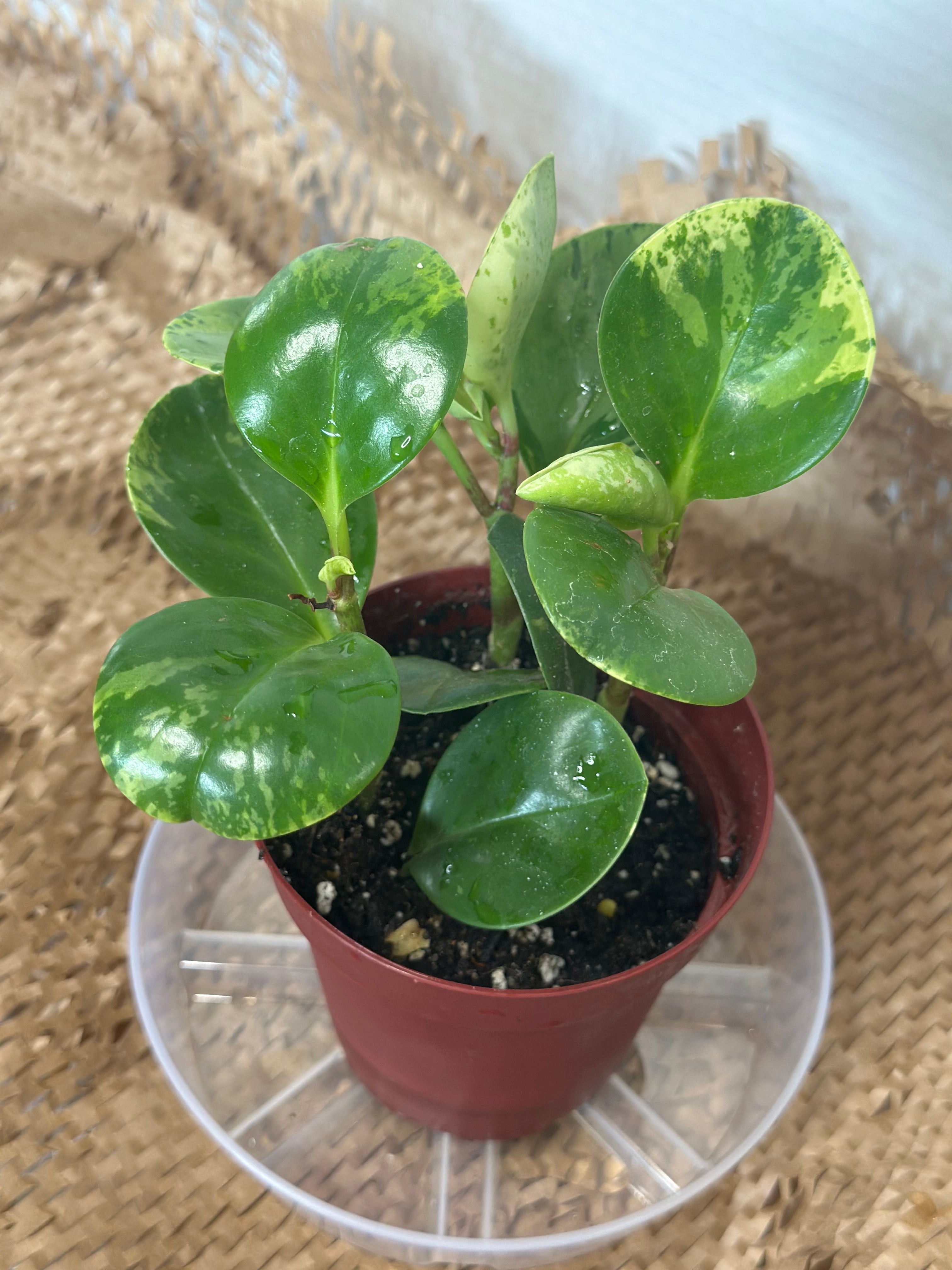 🎨 Peperomia obtusifolia 'Marble' (Marble Baby Rubber Plant)