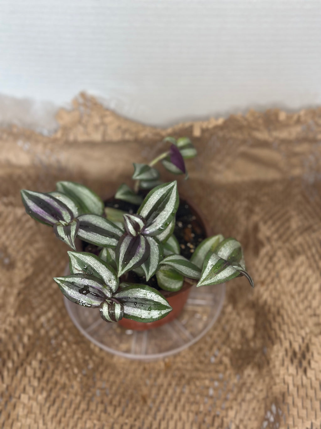 🦓 Tradescantia zebrina (Inch Plant)