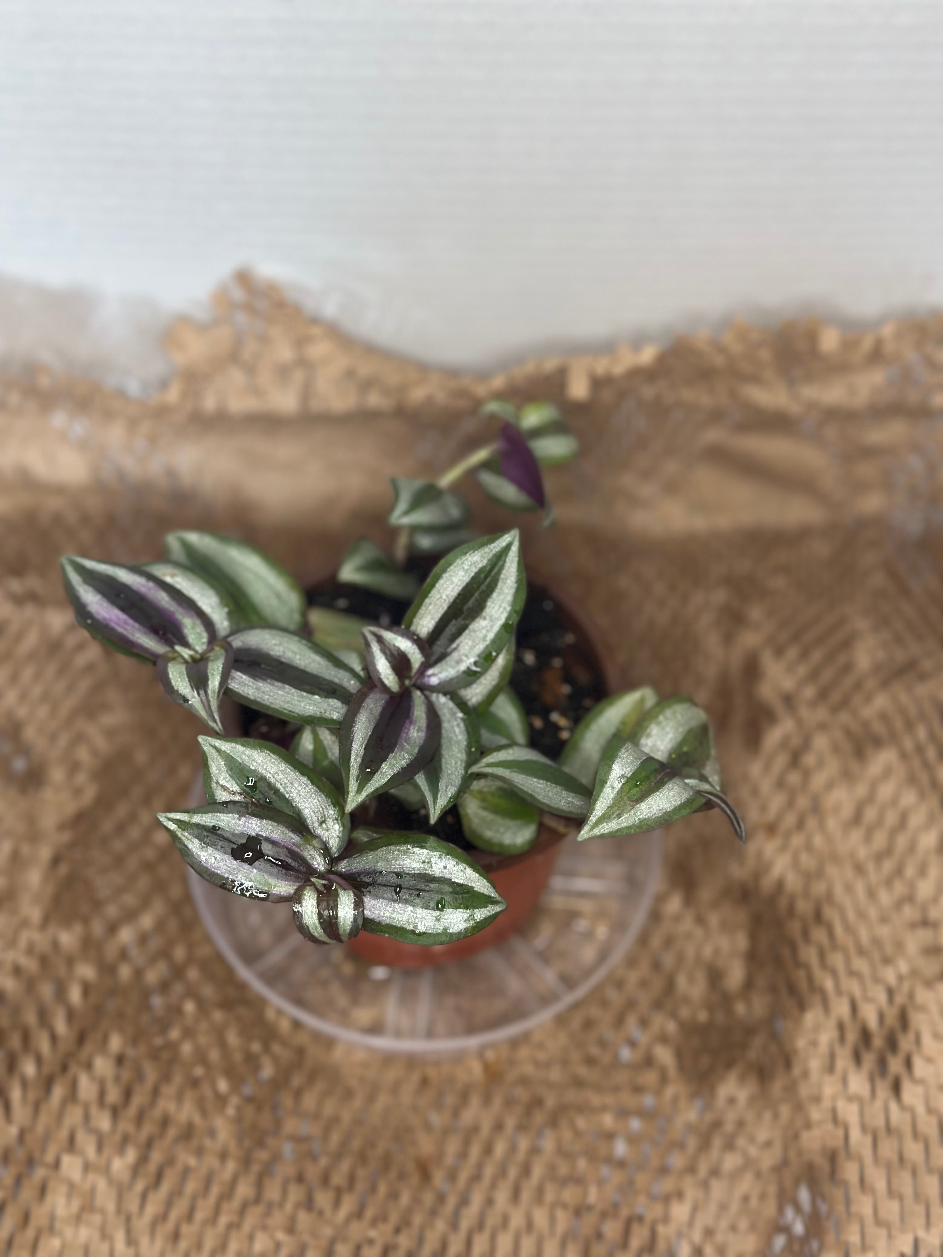 🦓 Tradescantia zebrina (Inch Plant)