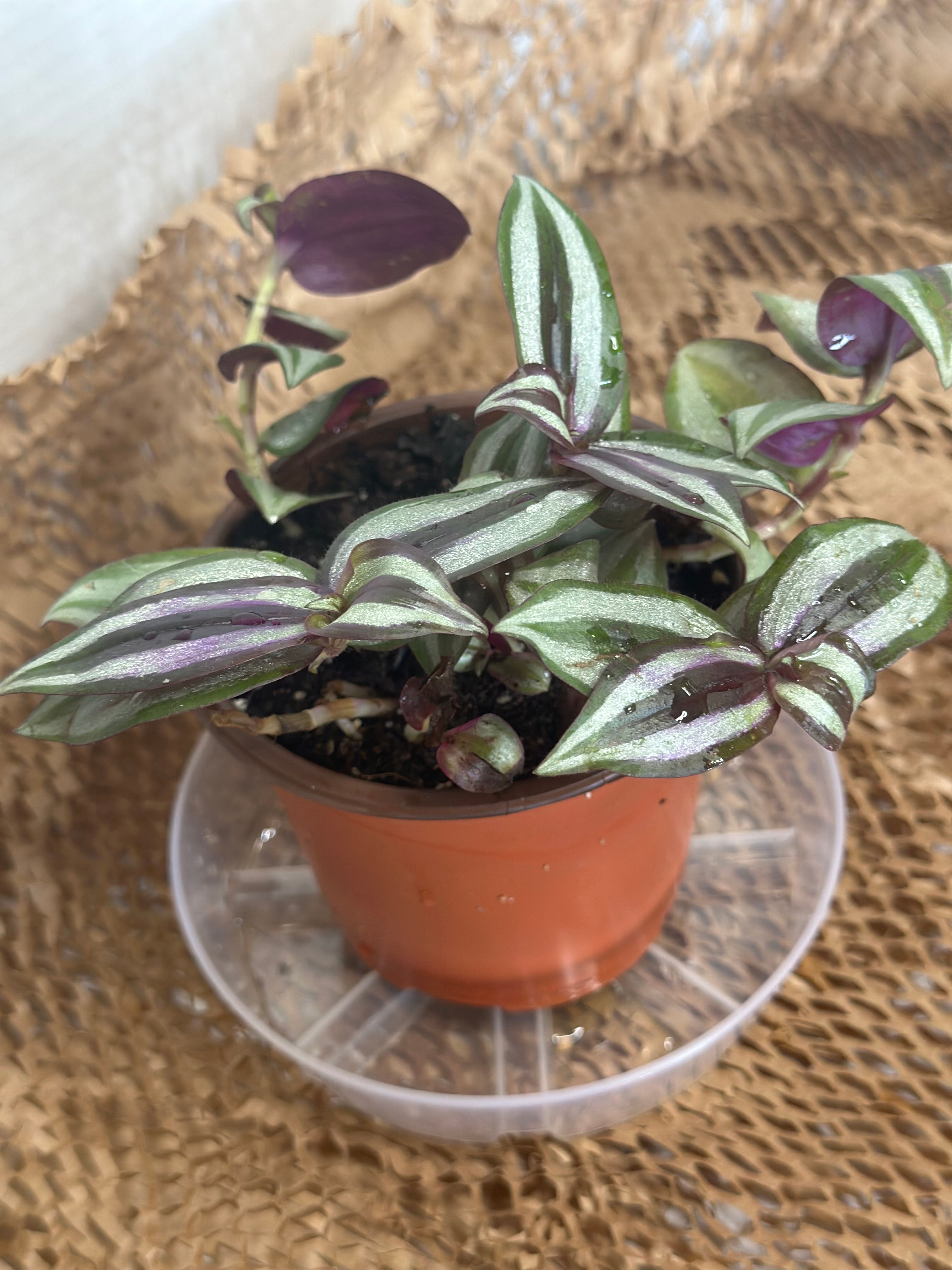🦓 Tradescantia zebrina (Inch Plant)