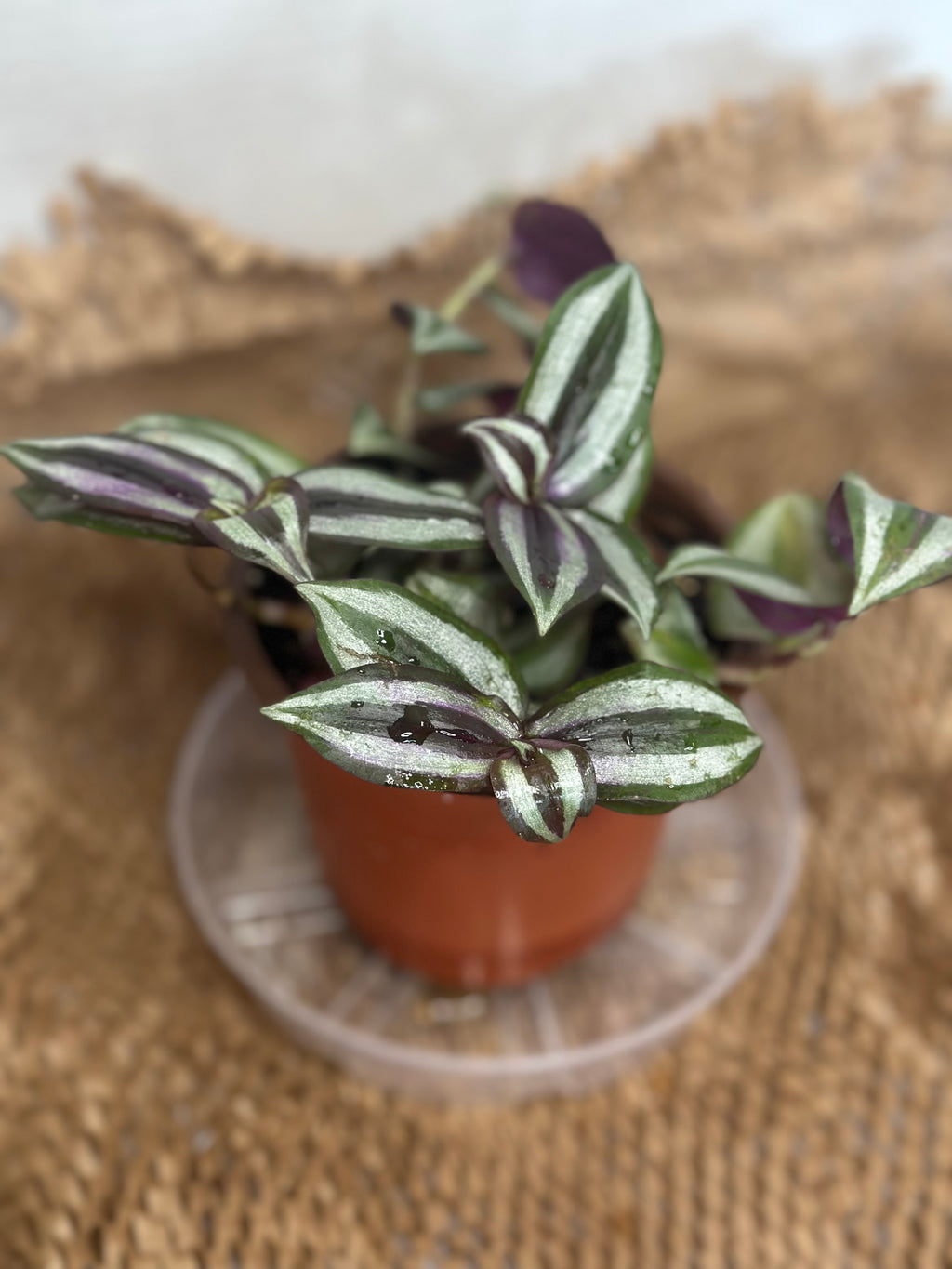 🦓 Tradescantia zebrina (Inch Plant)