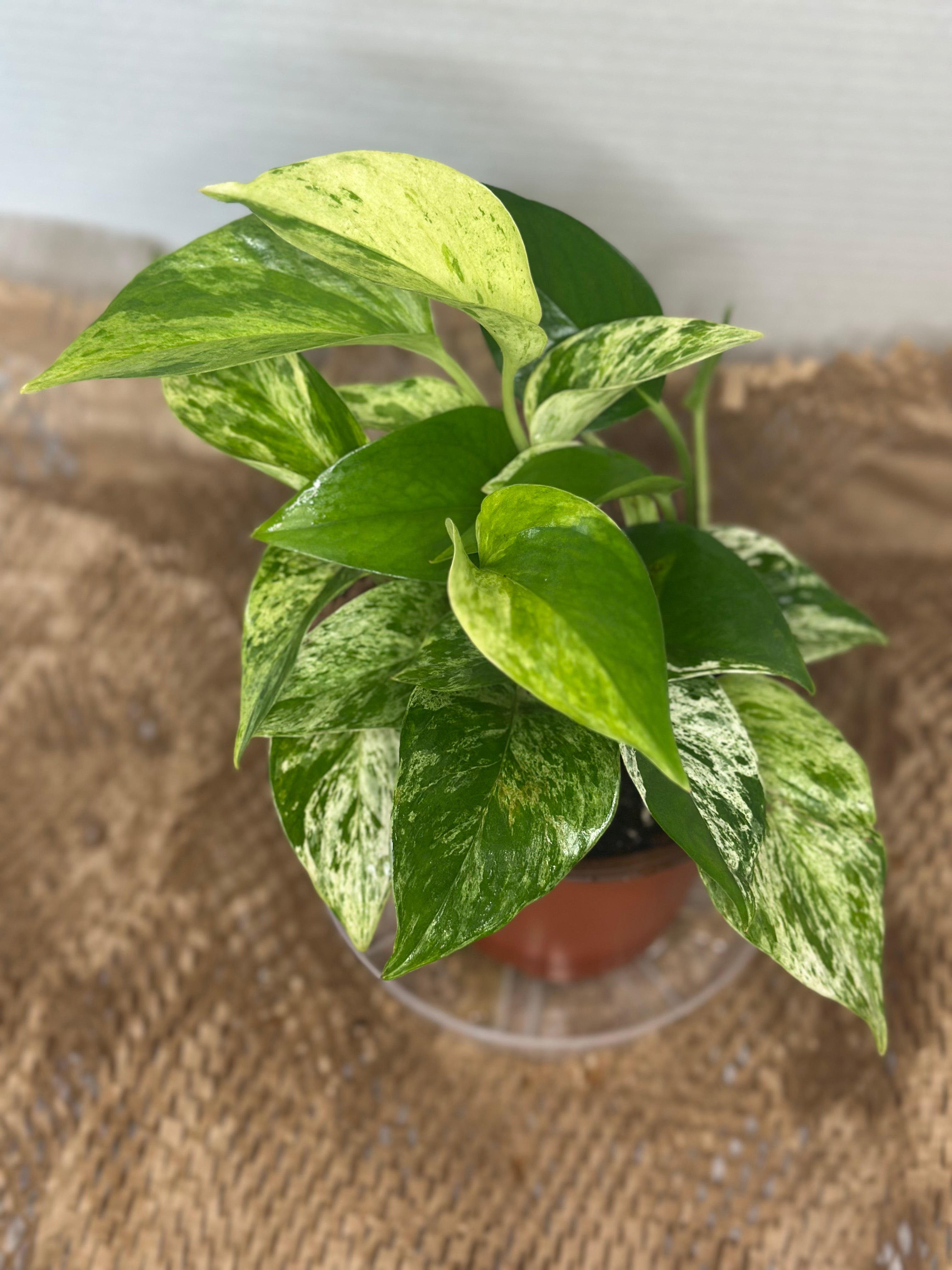 🌟 Golden Pothos (Epipremnum aureum)