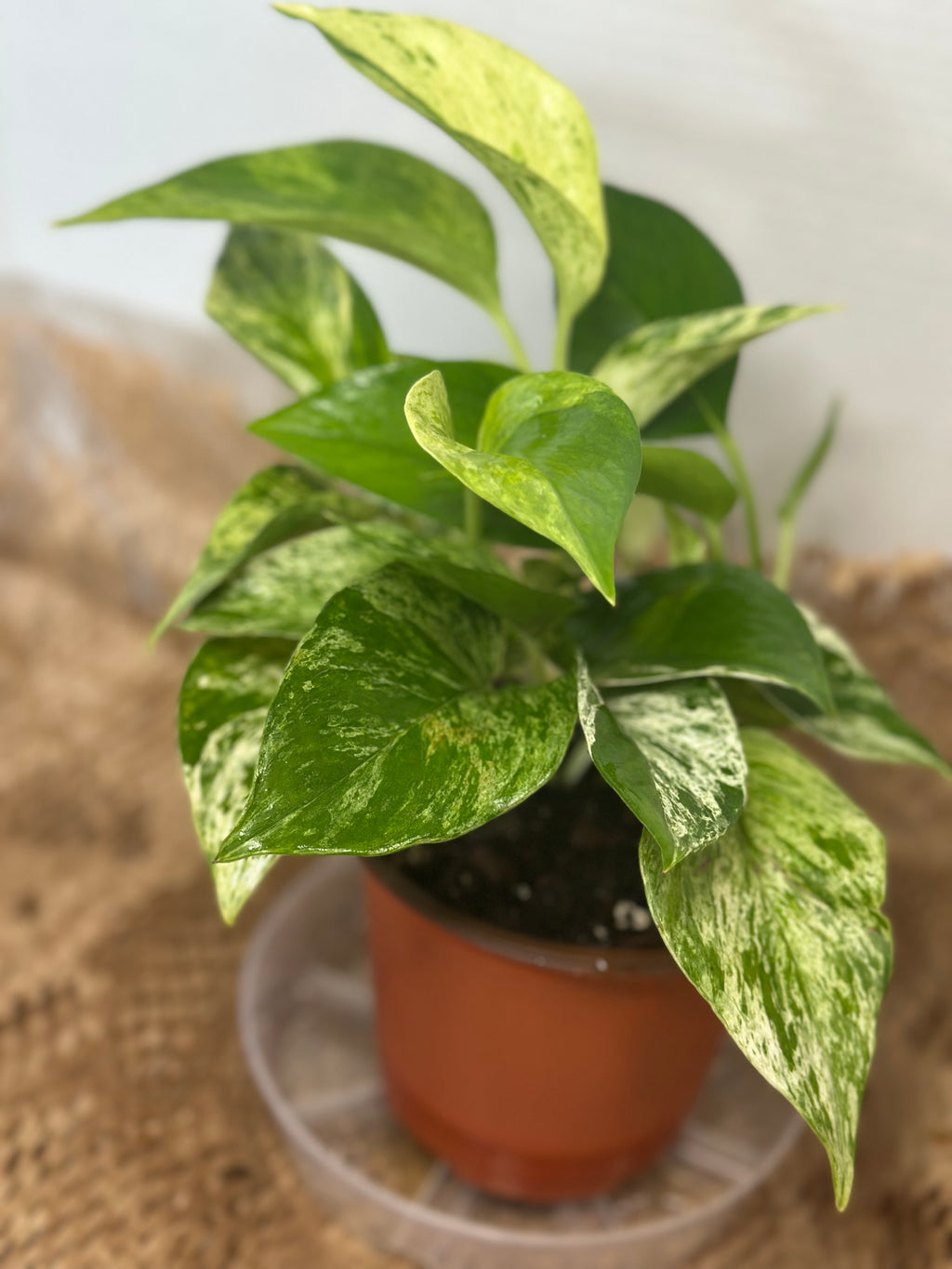 🌟 Golden Pothos (Epipremnum aureum)