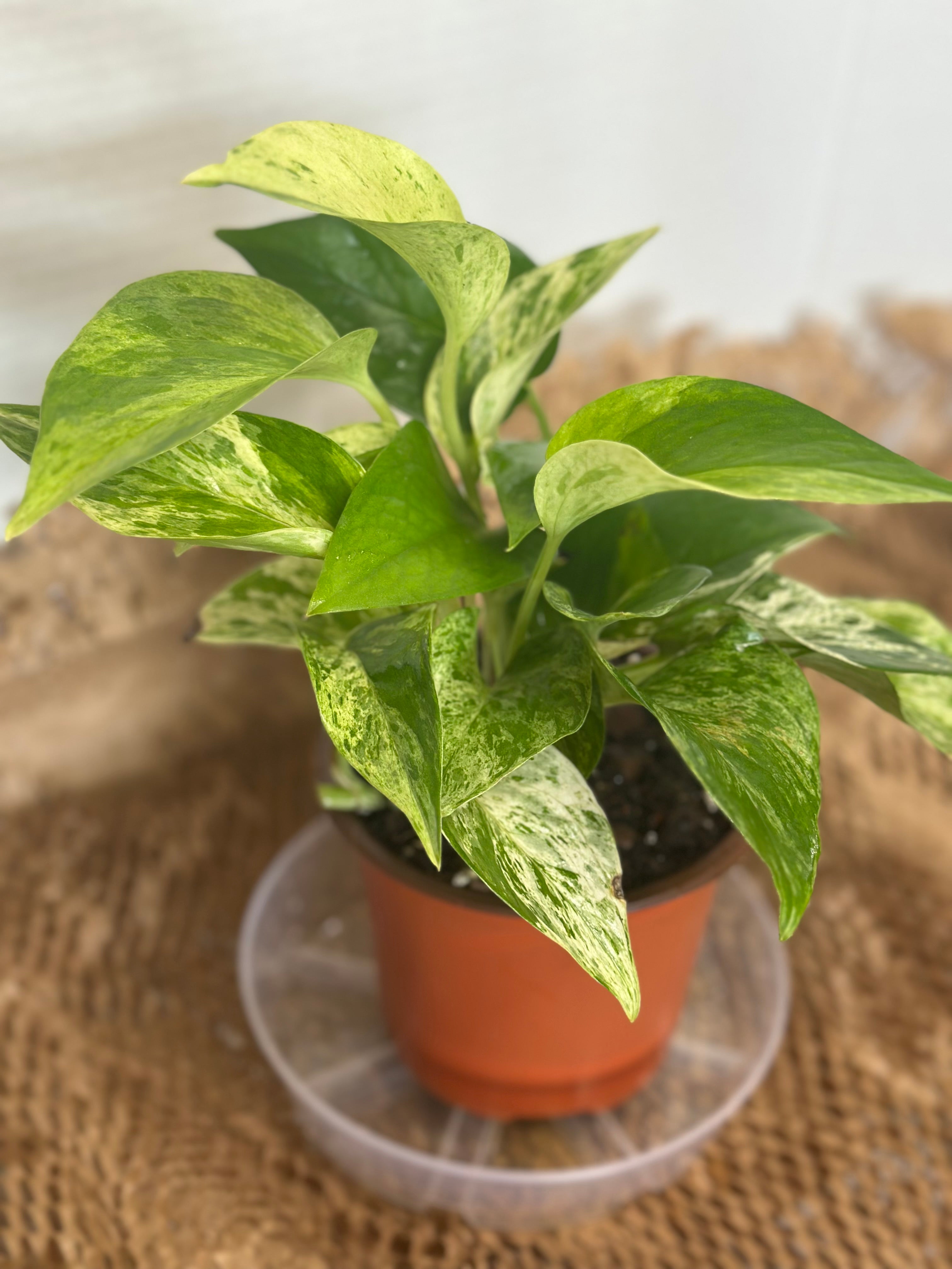 🌟 Golden Pothos (Epipremnum aureum)
