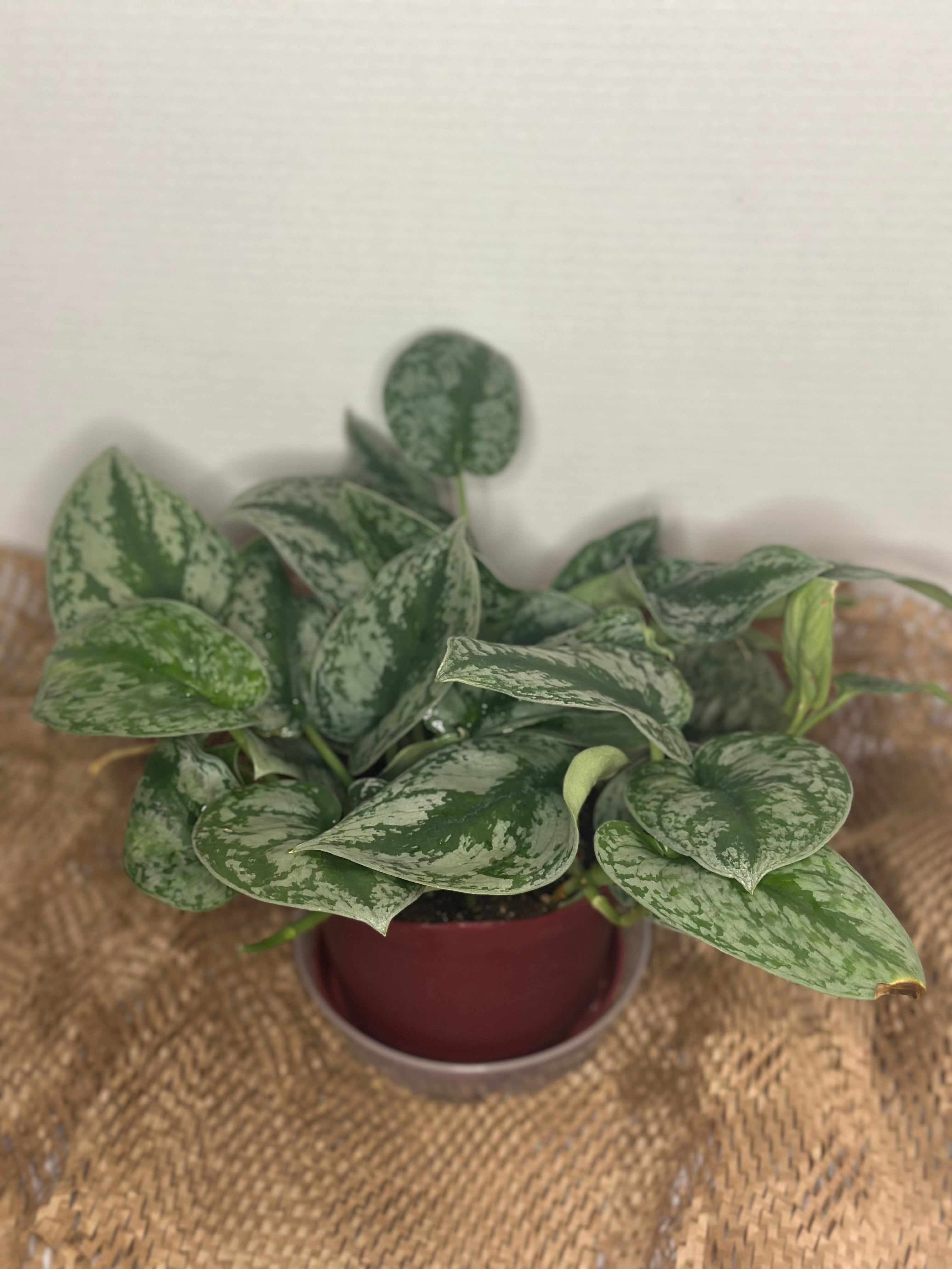 ✨ Scindapsus Pictus Argyraeus 'Silver Satin Pothos' (Satin Pothos)