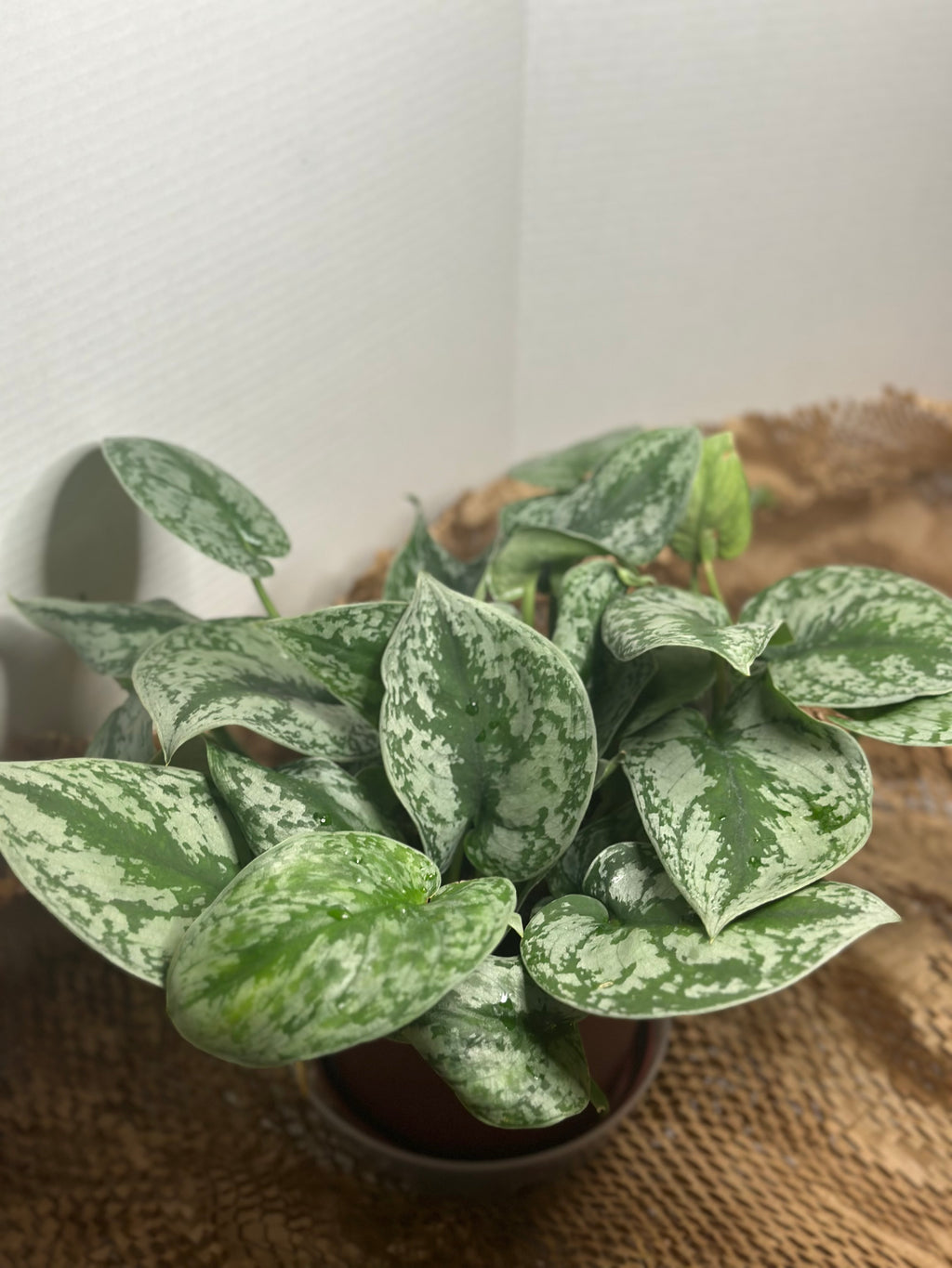 ✨ Scindapsus Pictus Argyraeus 'Silver Satin Pothos' (Satin Pothos)