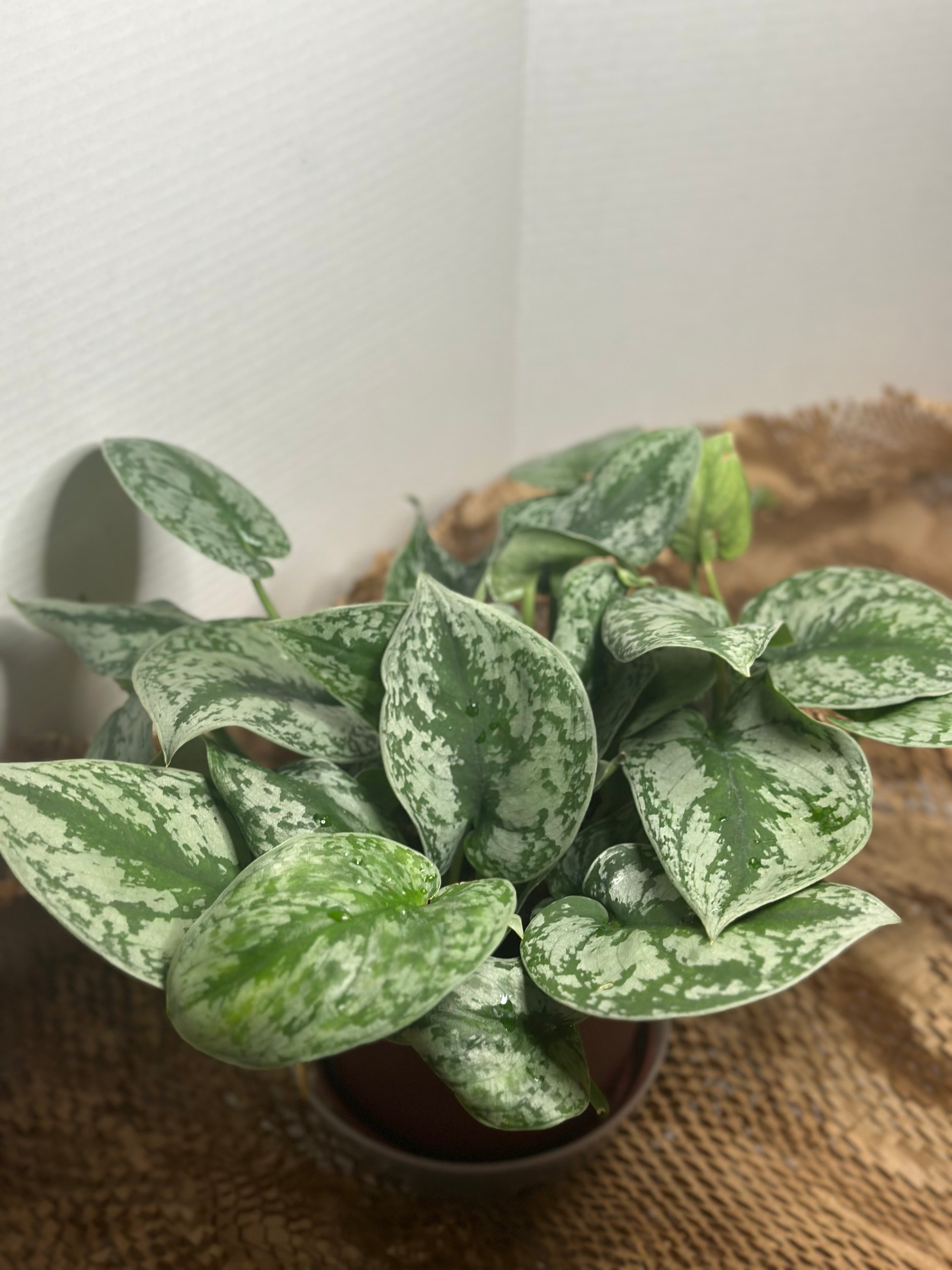 ✨ Scindapsus Pictus Argyraeus 'Silver Satin Pothos' (Satin Pothos)