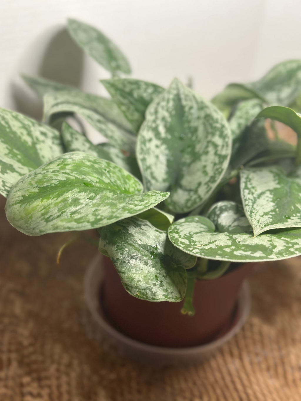 ✨ Scindapsus Pictus Argyraeus 'Silver Satin Pothos' (Satin Pothos)