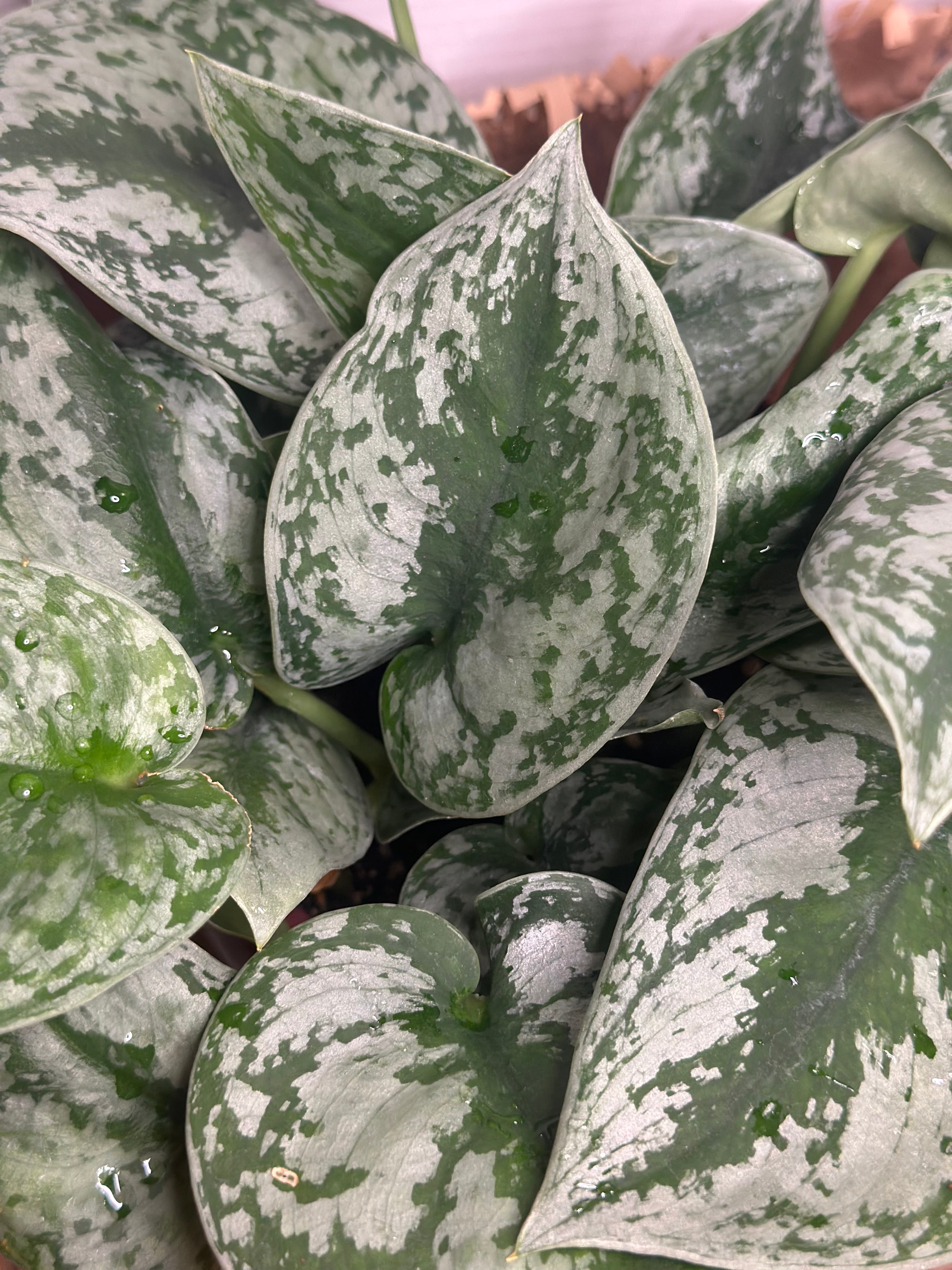 ✨ Scindapsus Pictus Argyraeus 'Silver Satin Pothos' (Satin Pothos)