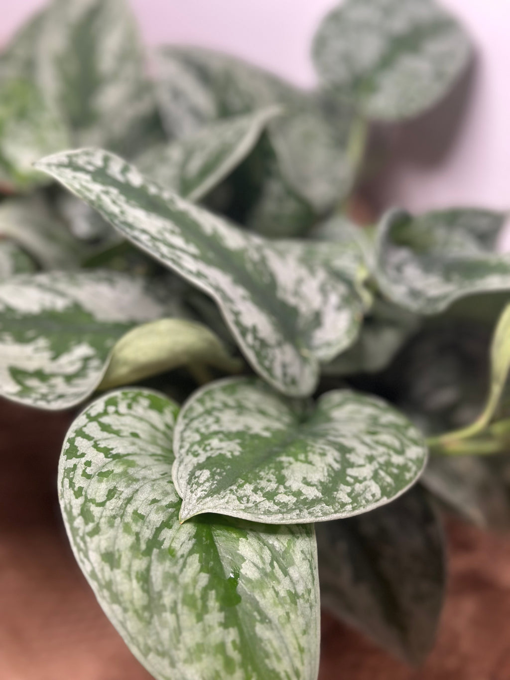 ✨ Scindapsus Pictus Argyraeus 'Silver Satin Pothos' (Satin Pothos)