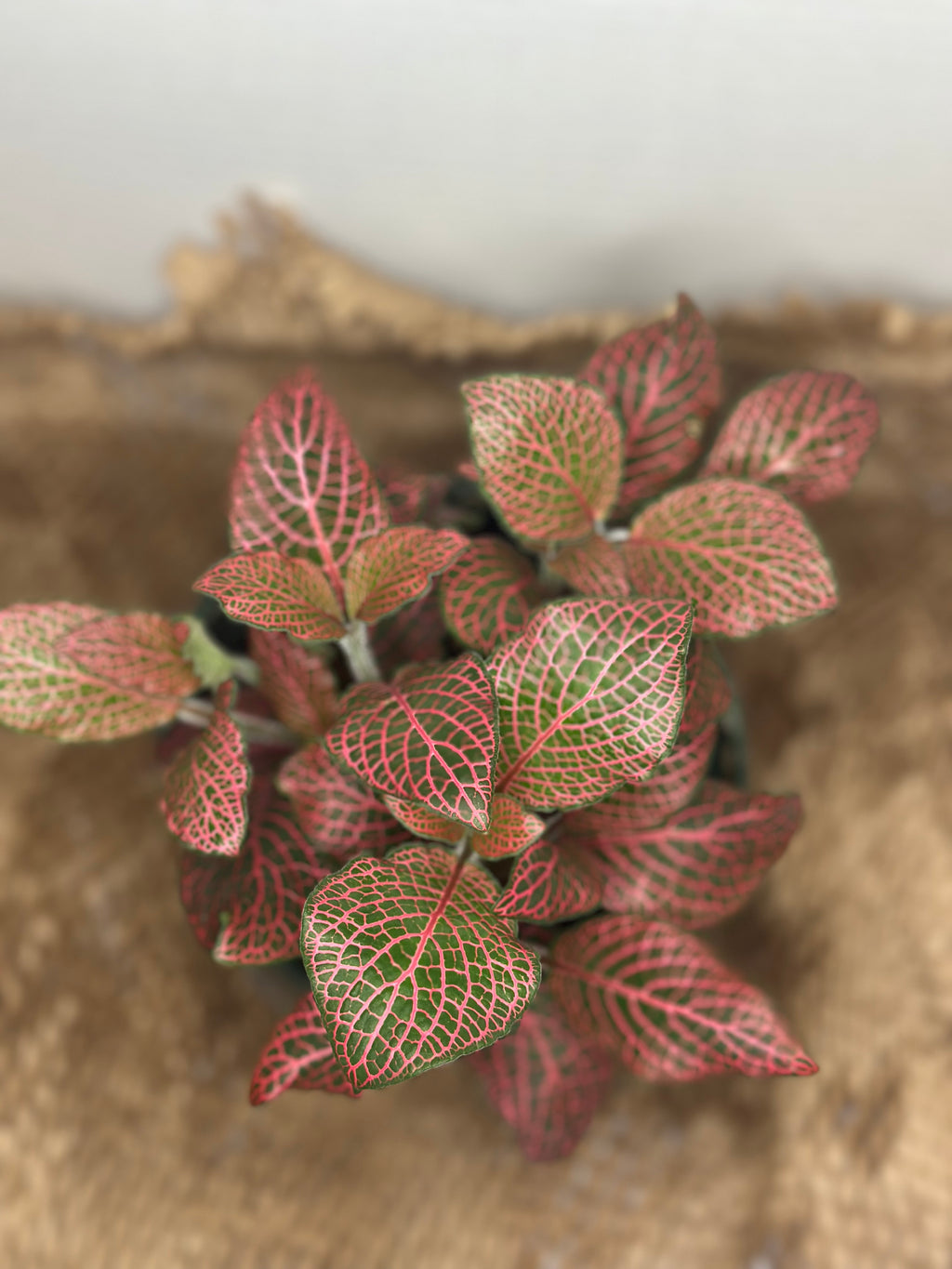 🌿 Fittonia albivenis (Nerve Plant) Red