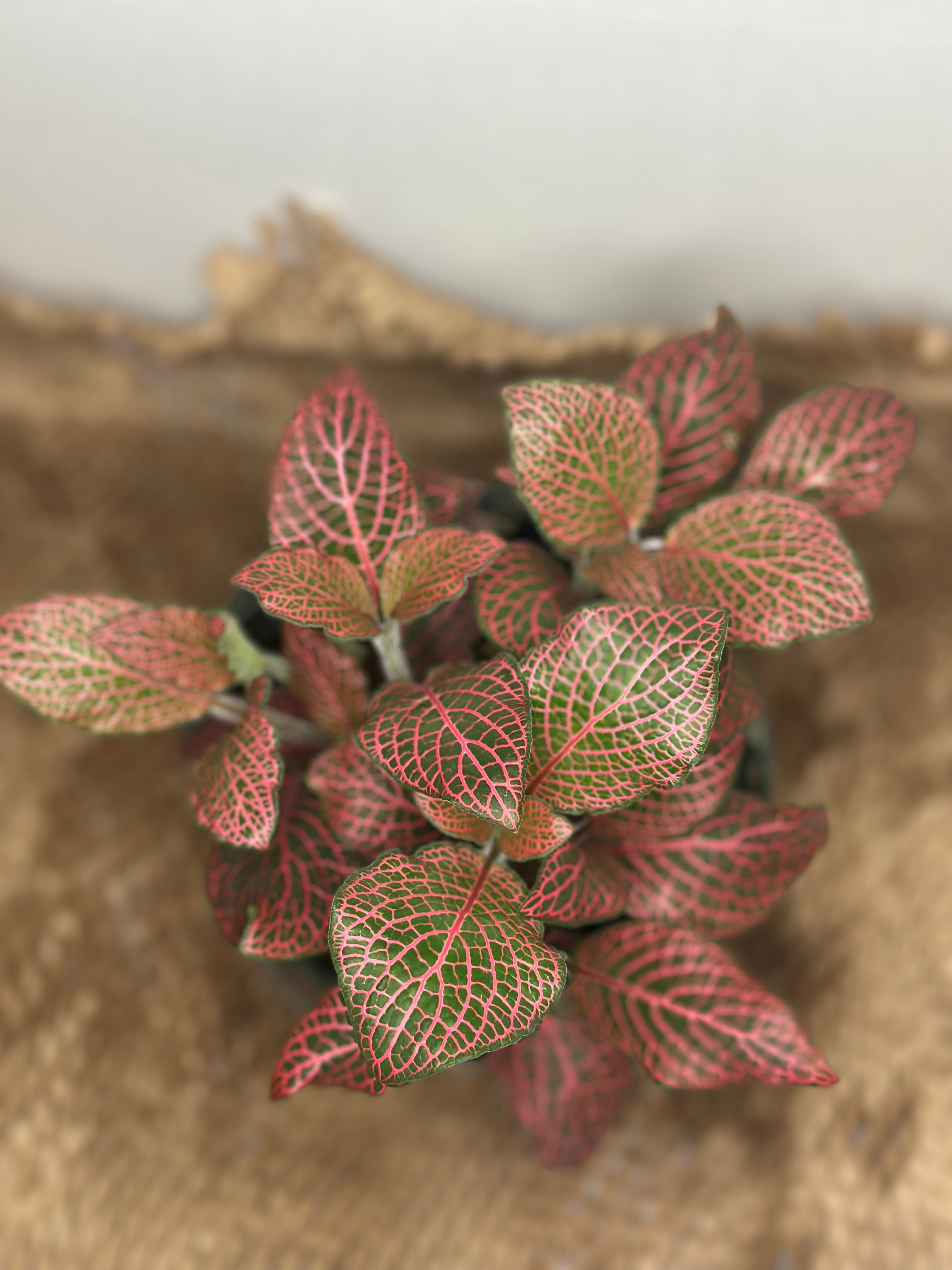 🌿 Fittonia albivenis (Nerve Plant) Red