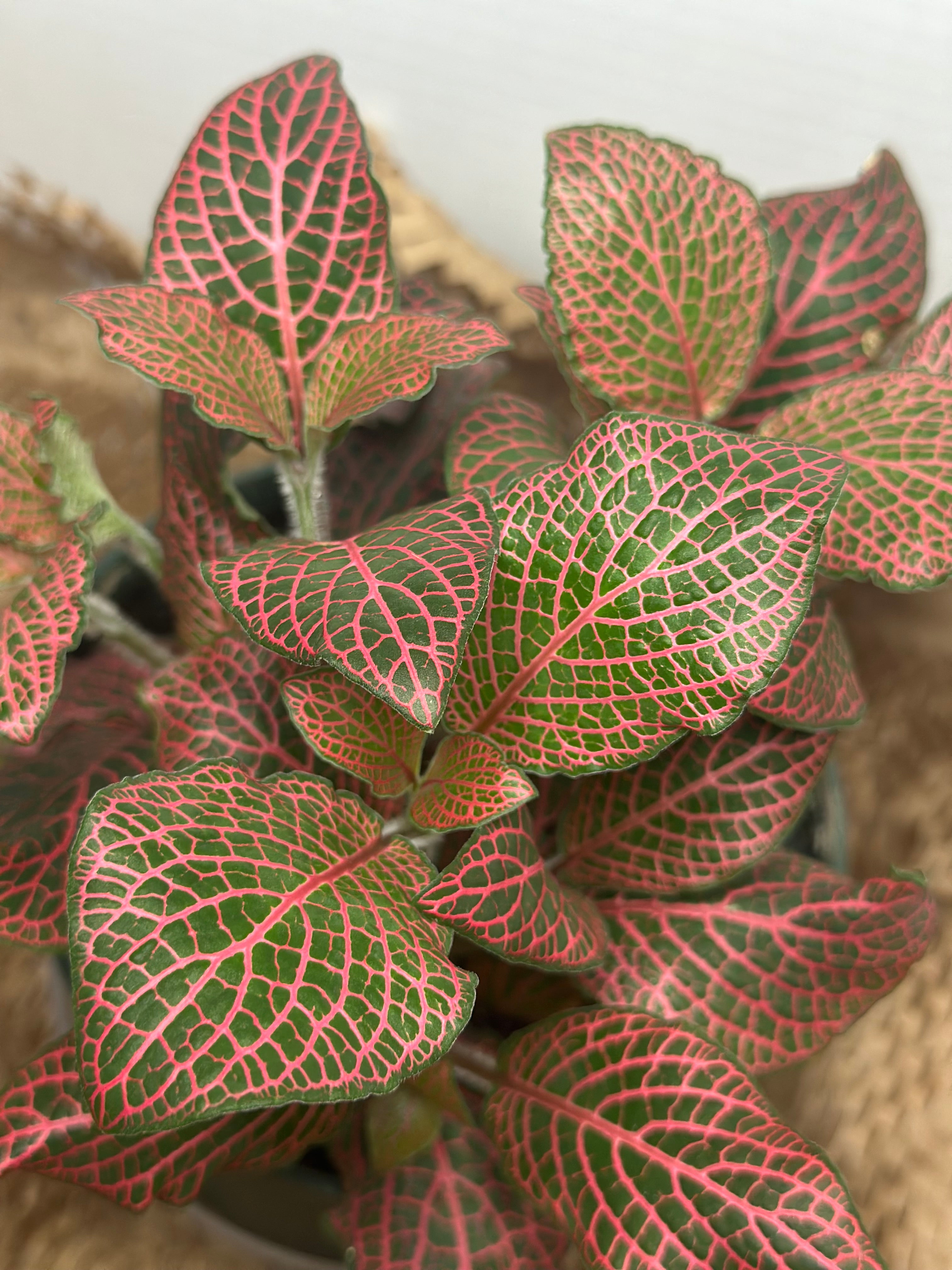🌿 Fittonia albivenis (Nerve Plant) Red