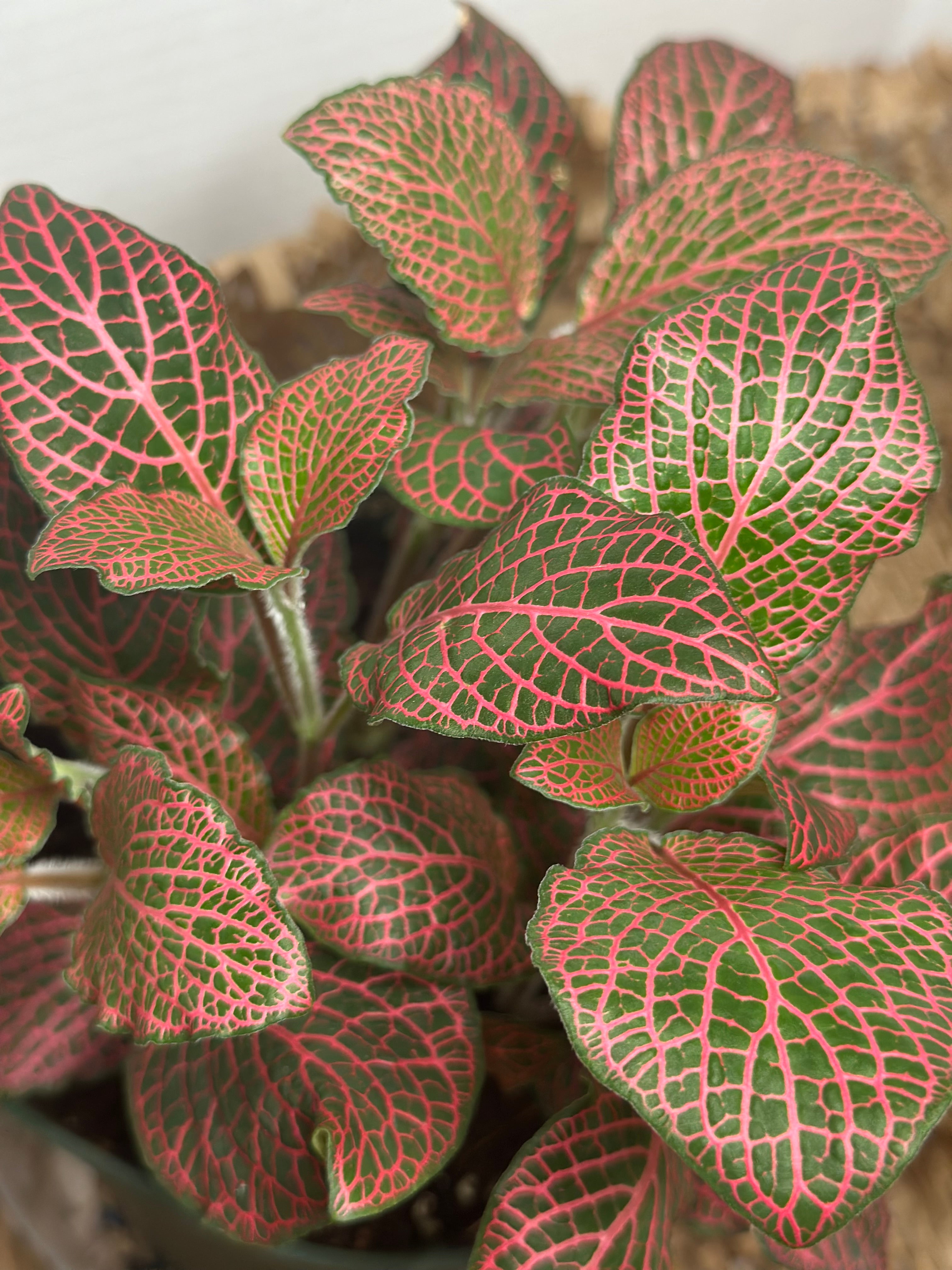 🌿 Fittonia albivenis (Nerve Plant) Red
