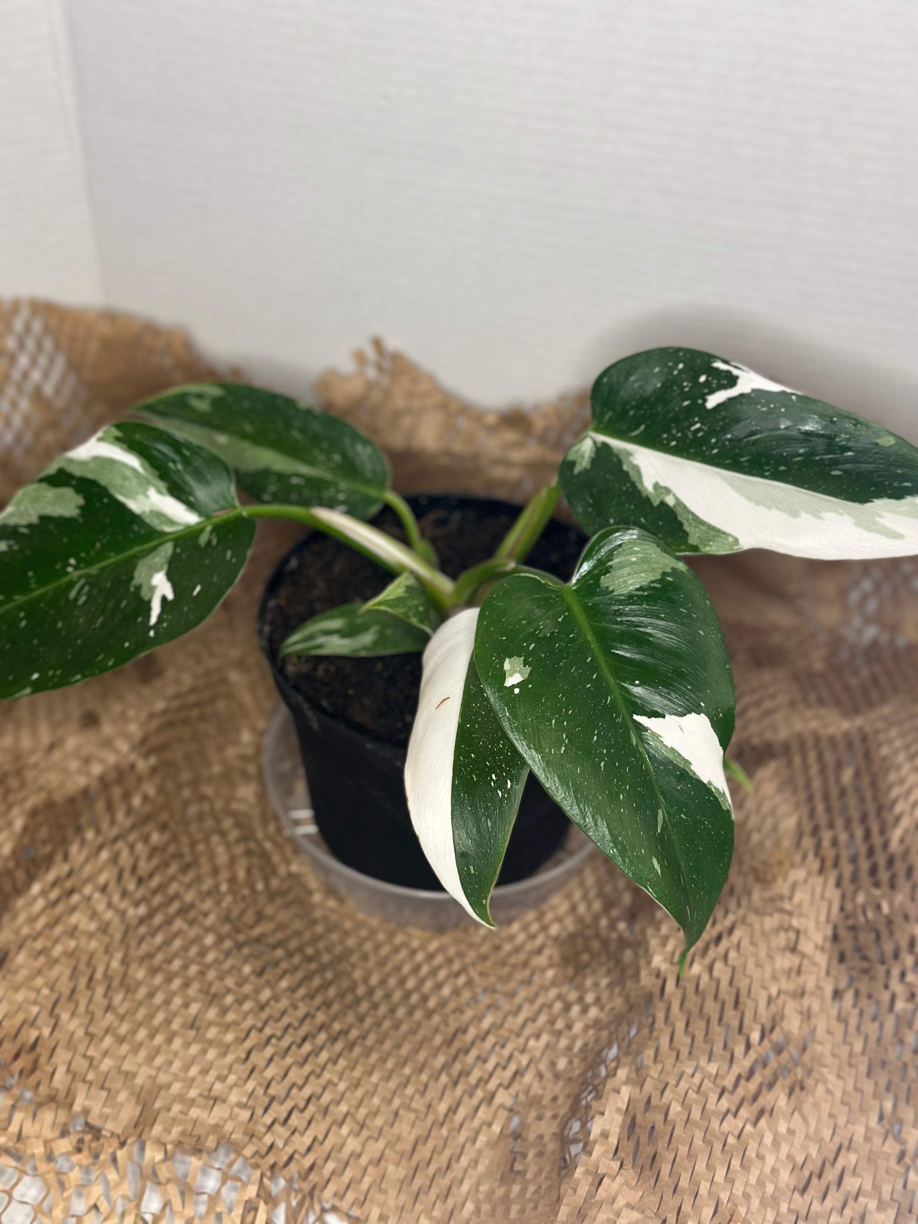 👑 Philodendron White Princess (Royal Variegated Climber)