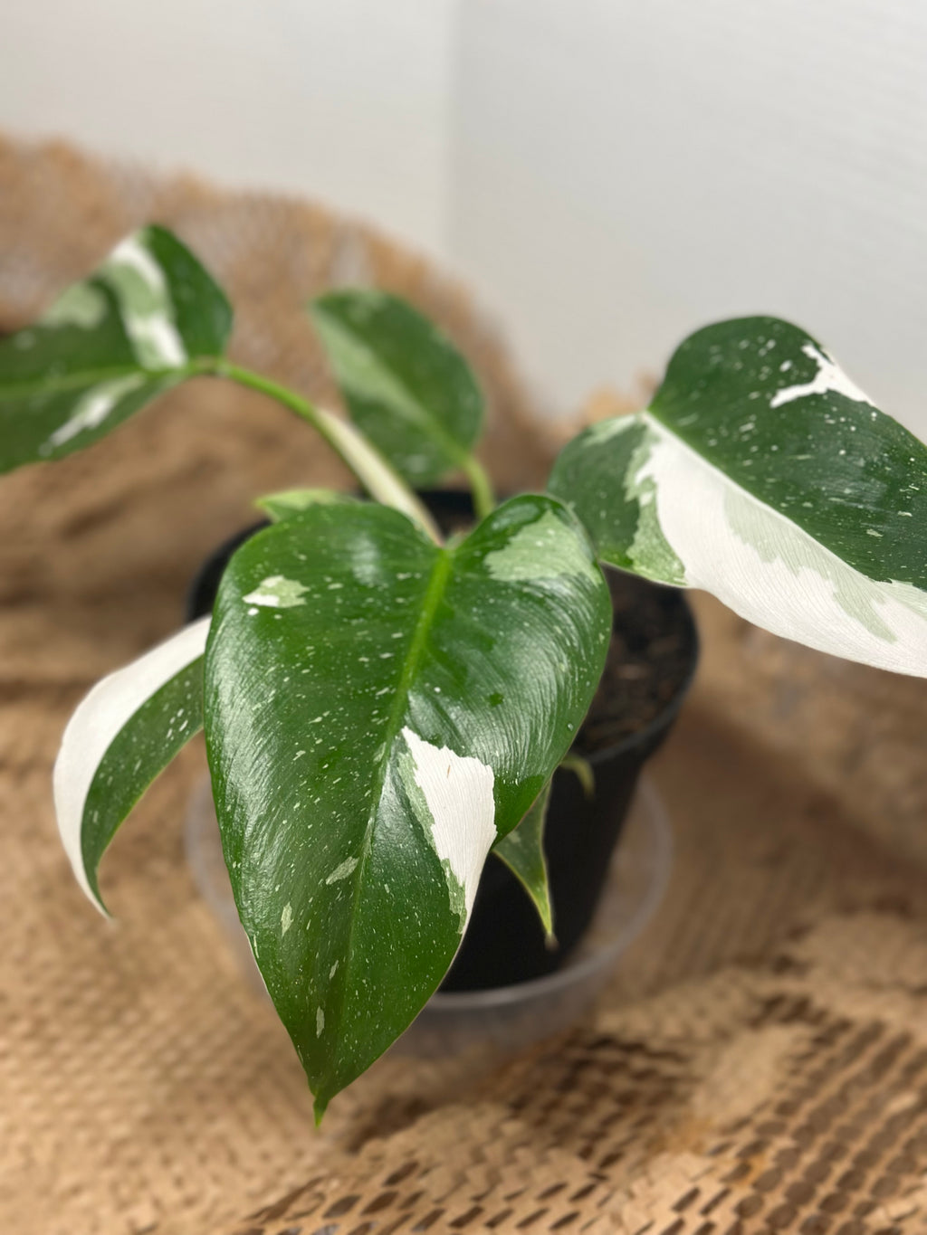 👑 Philodendron White Princess (Royal Variegated Climber)