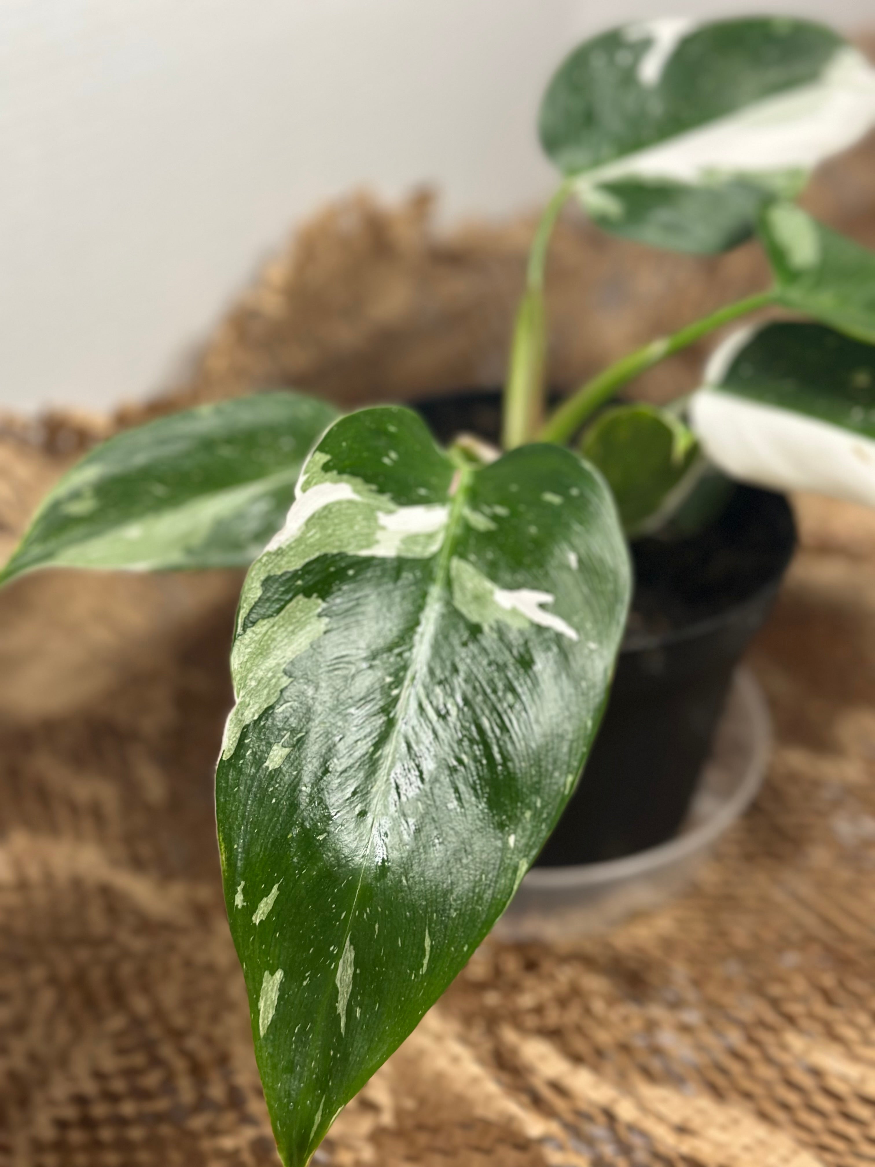 👑 Philodendron White Princess (Royal Variegated Climber)