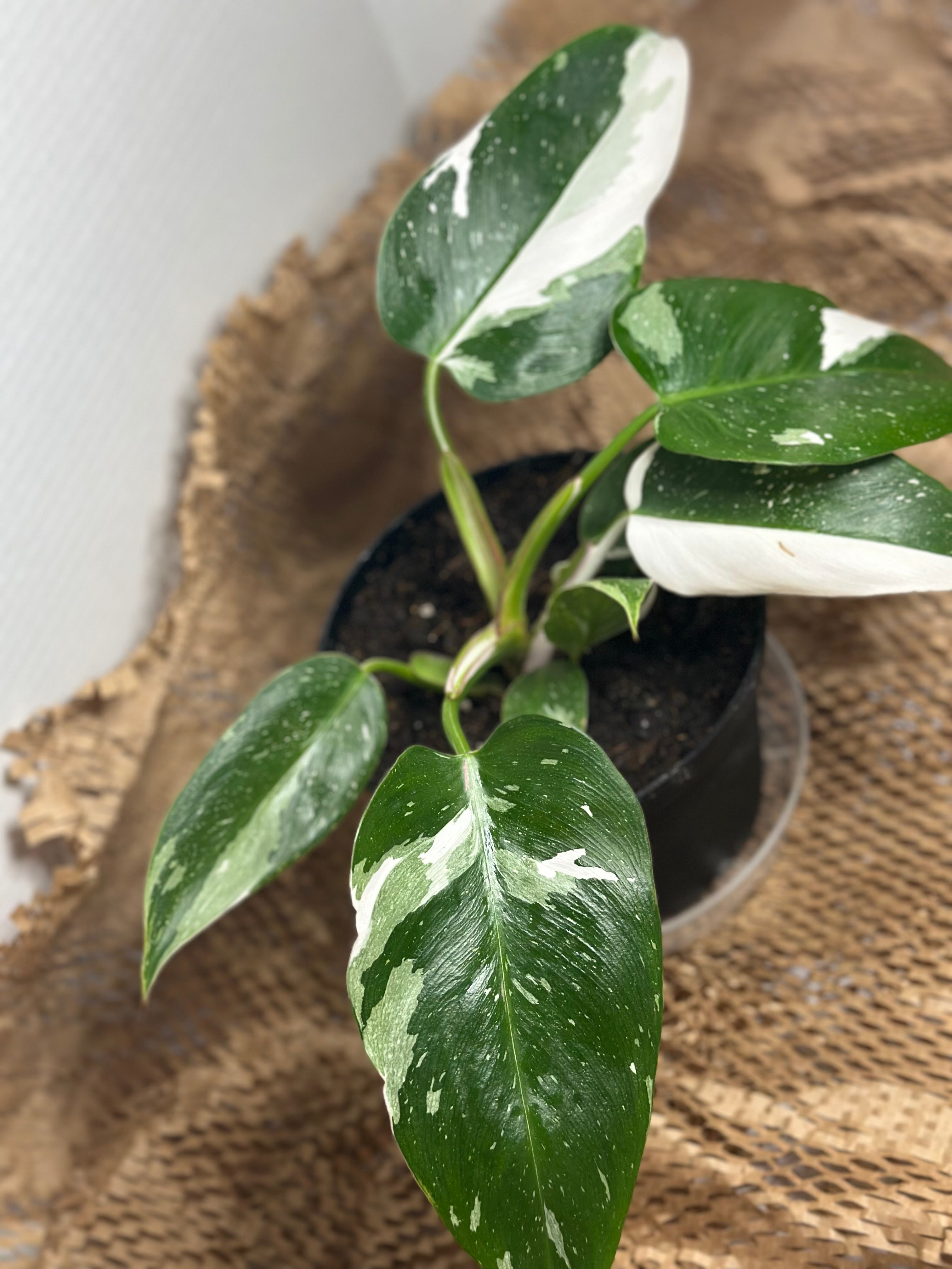 👑 Philodendron White Princess (Royal Variegated Climber)
