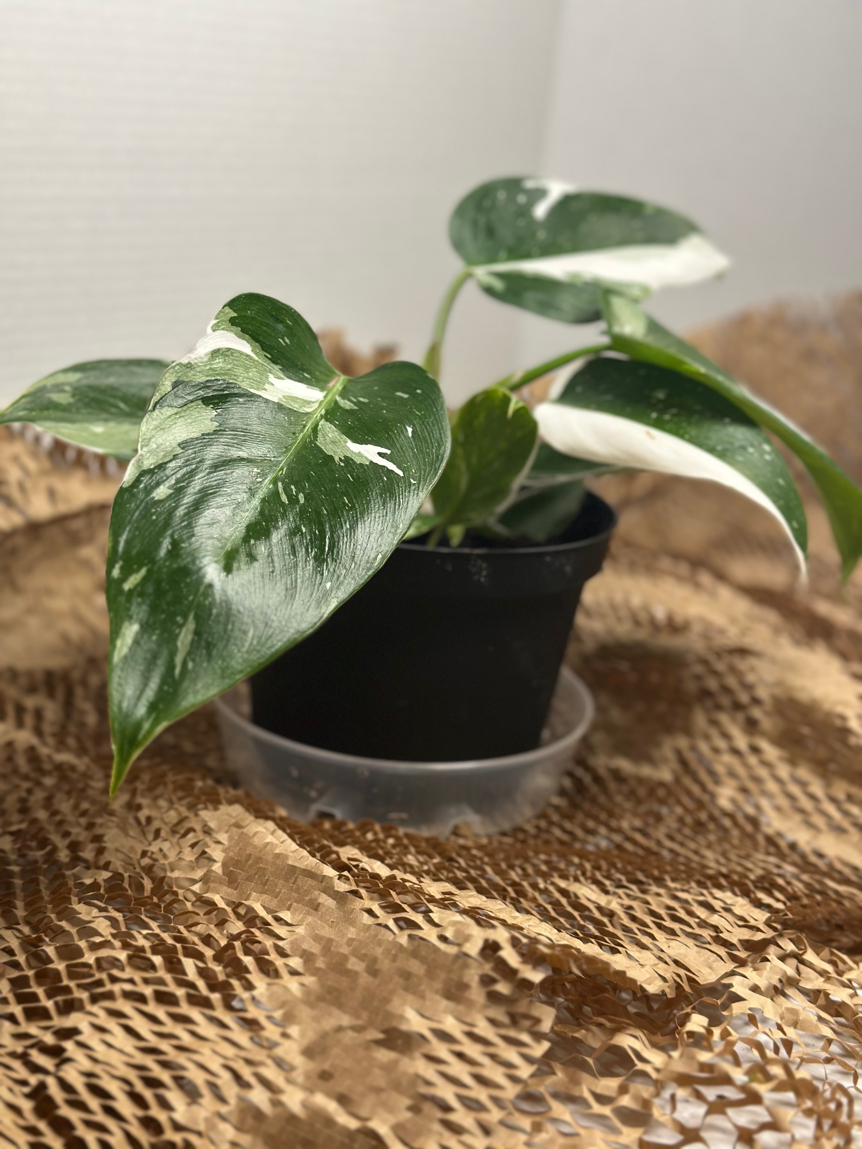 👑 Philodendron White Princess (Royal Variegated Climber)