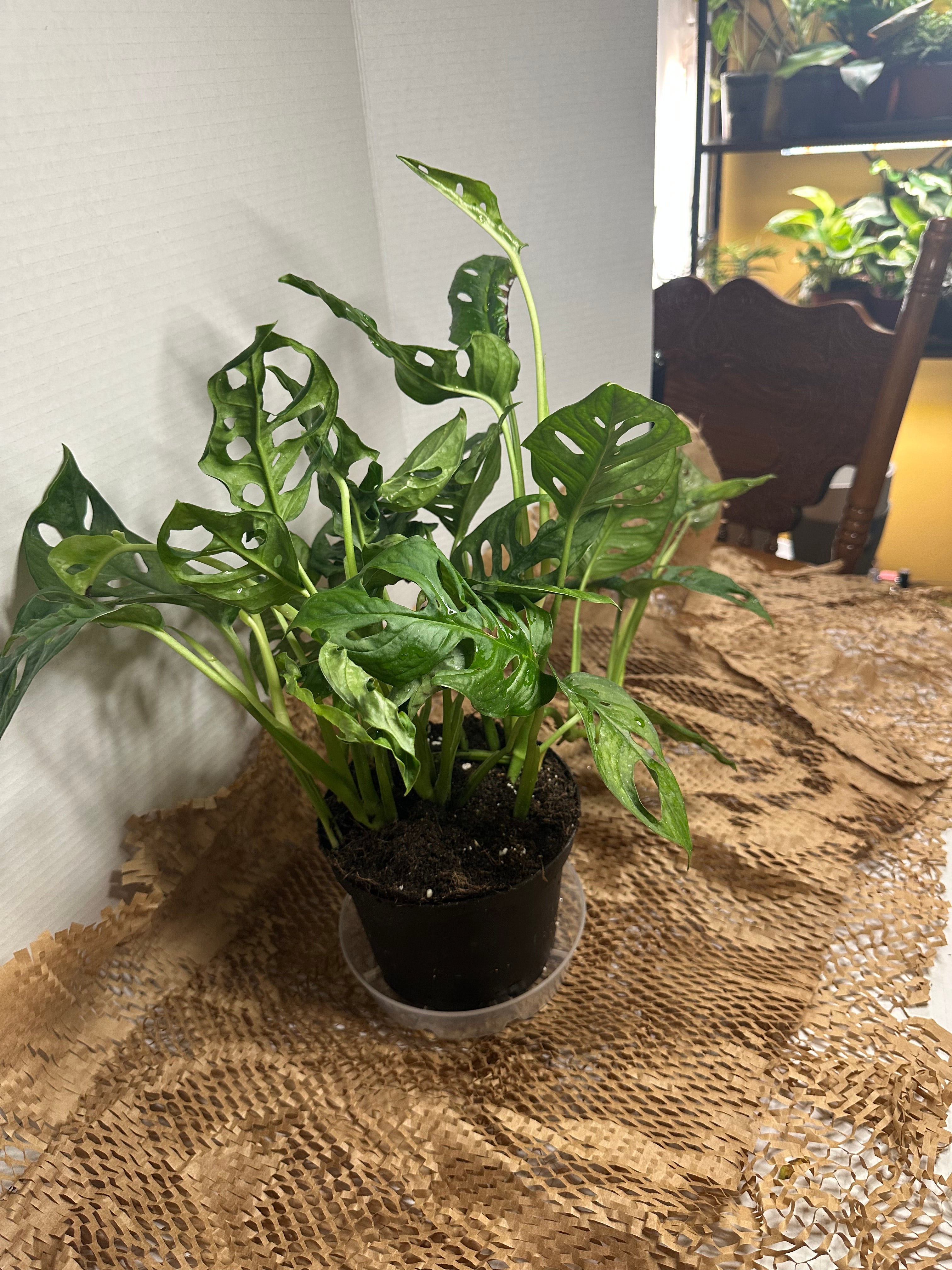🕳️ Monstera adansonii (Swiss Cheese Vine)