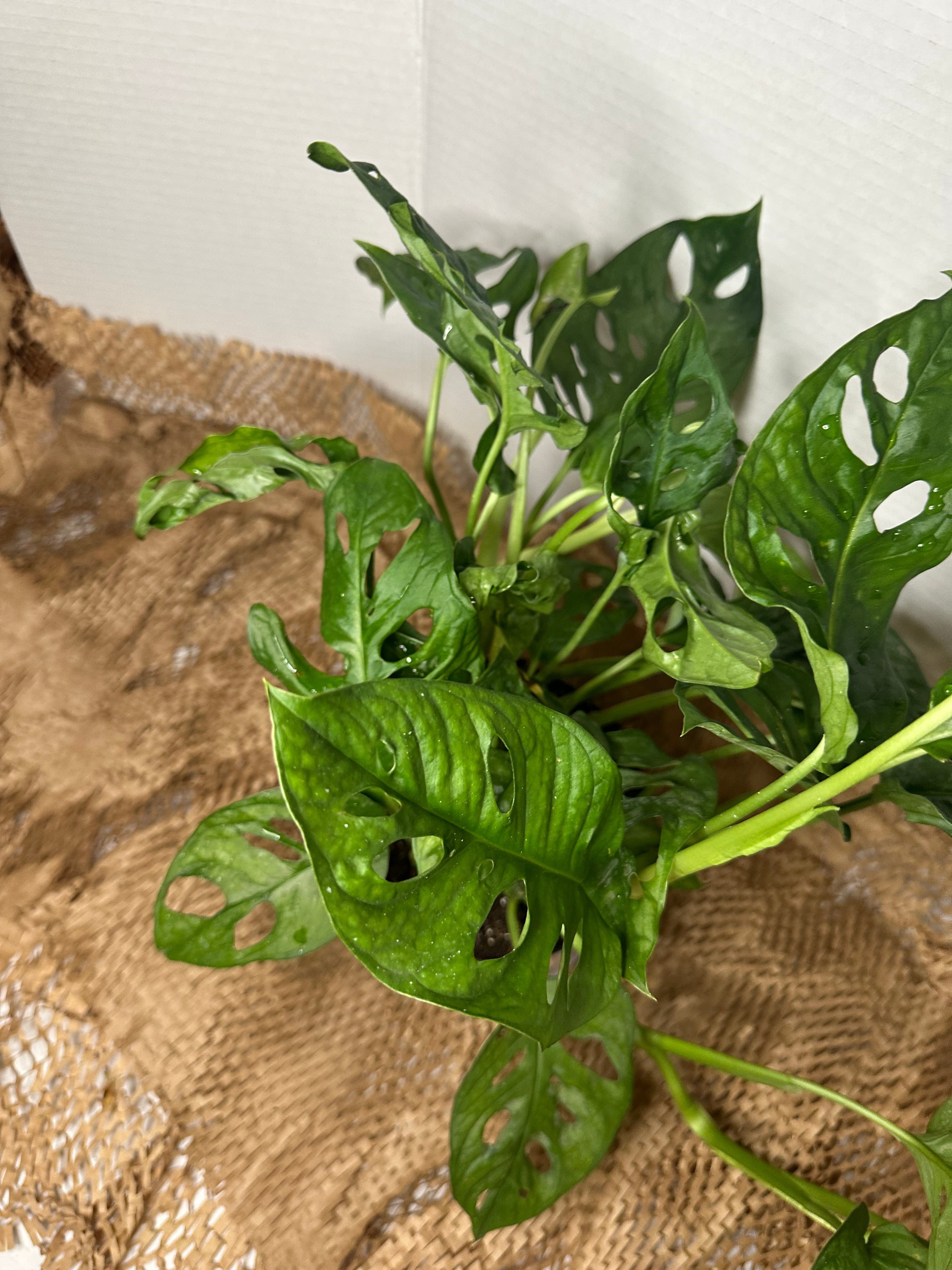 🕳️ Monstera adansonii (Swiss Cheese Vine)