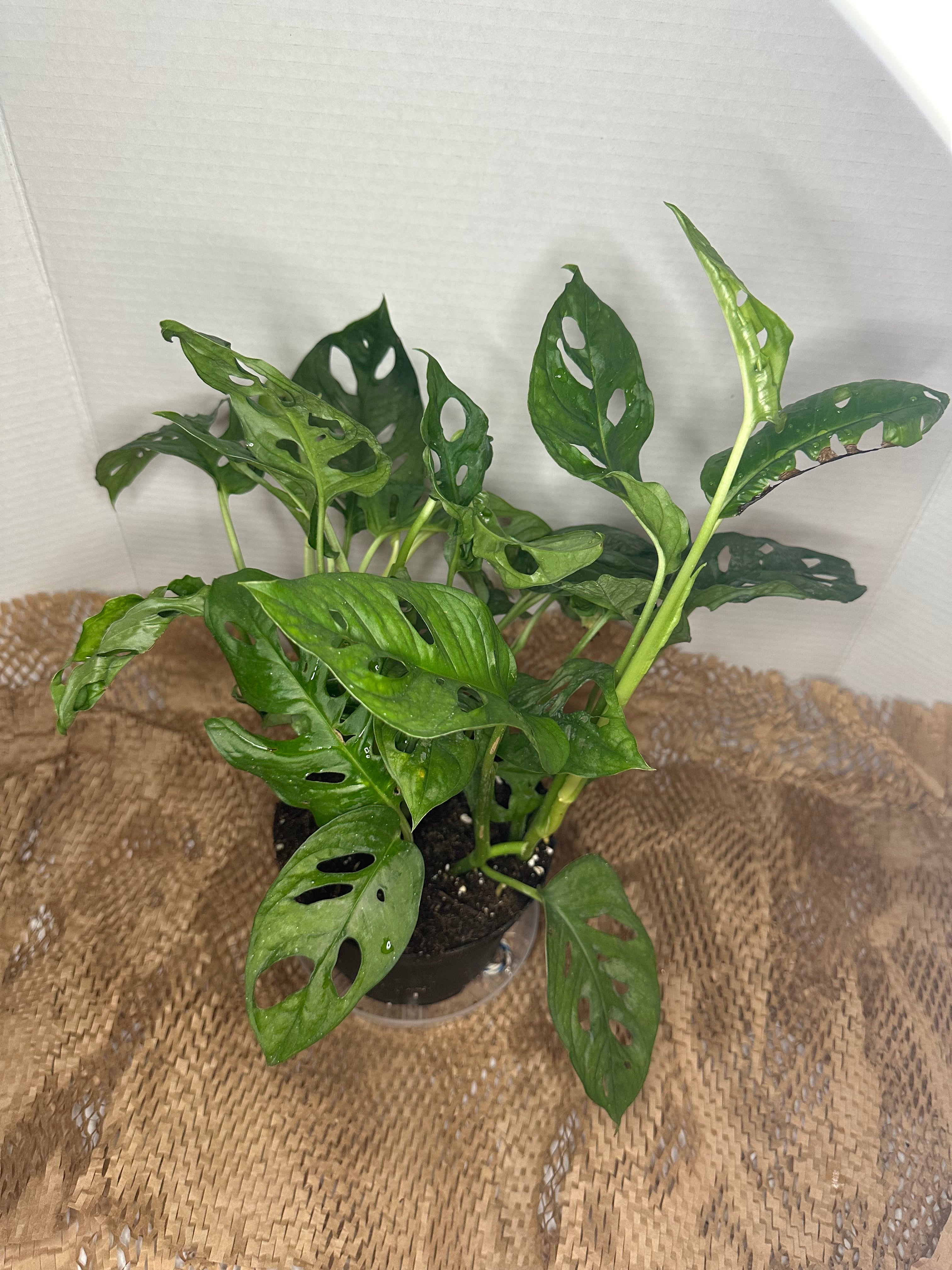🕳️ Monstera adansonii (Swiss Cheese Vine)