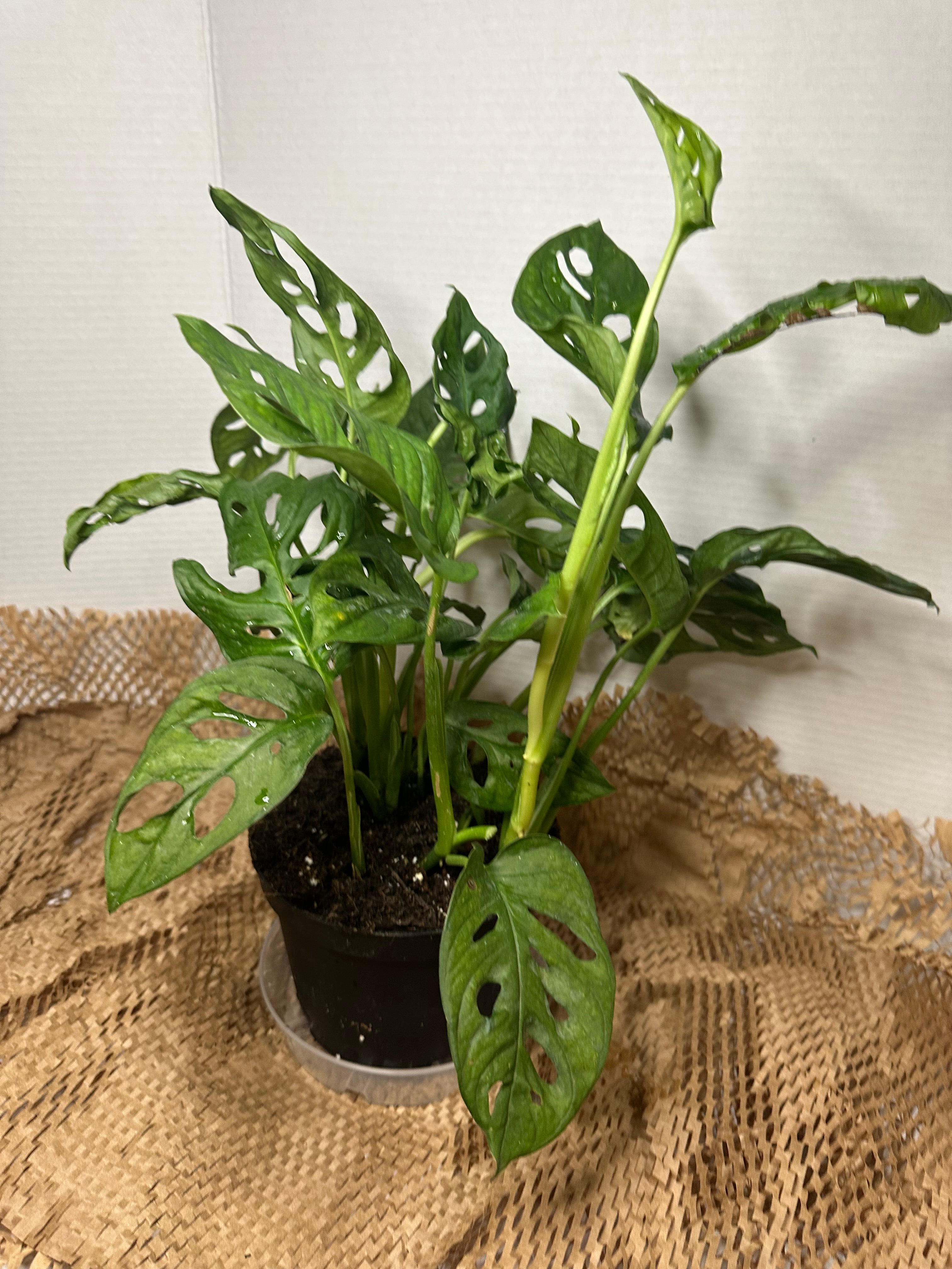 🕳️ Monstera adansonii (Swiss Cheese Vine)
