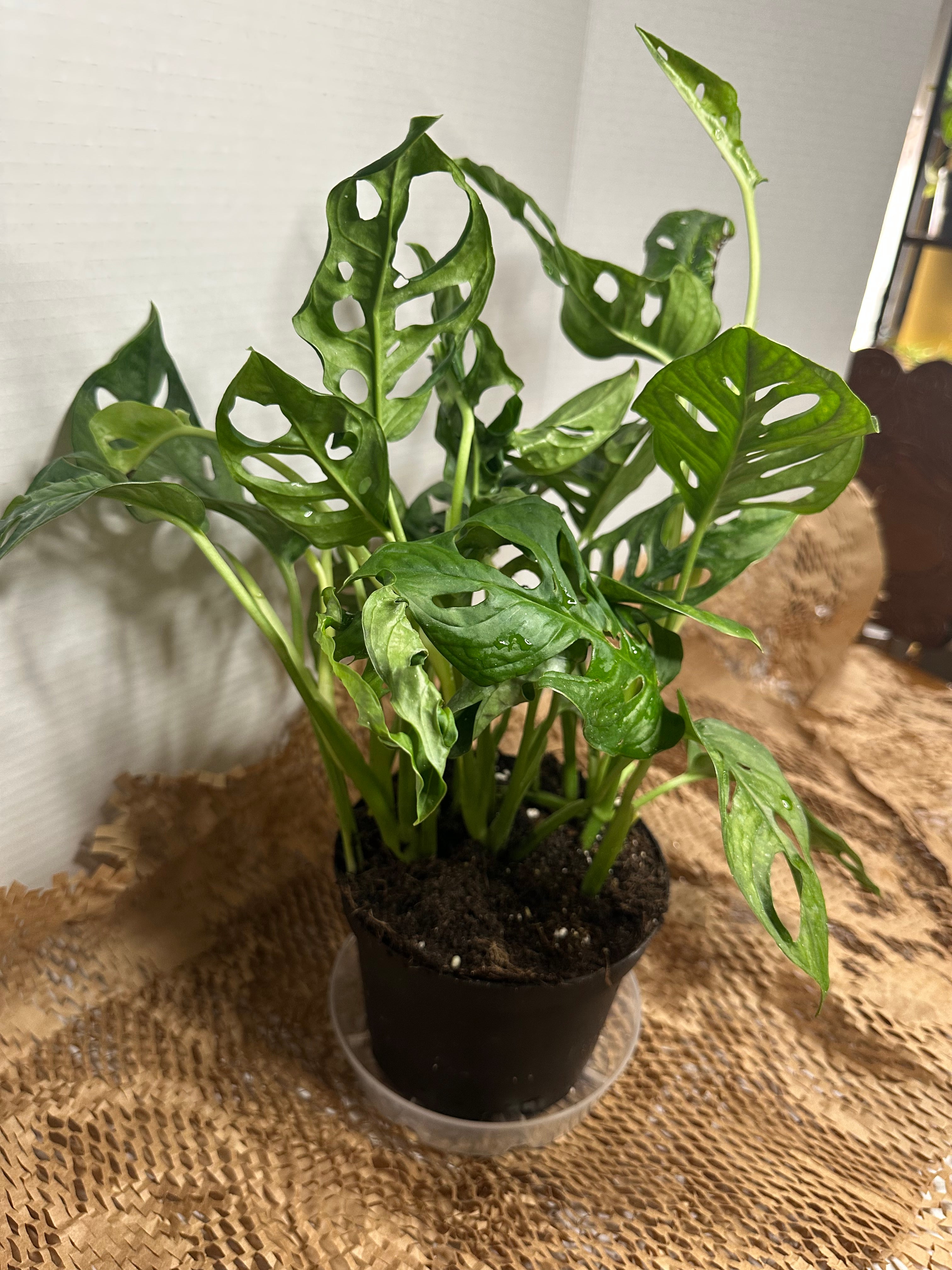 🕳️ Monstera adansonii (Swiss Cheese Vine)