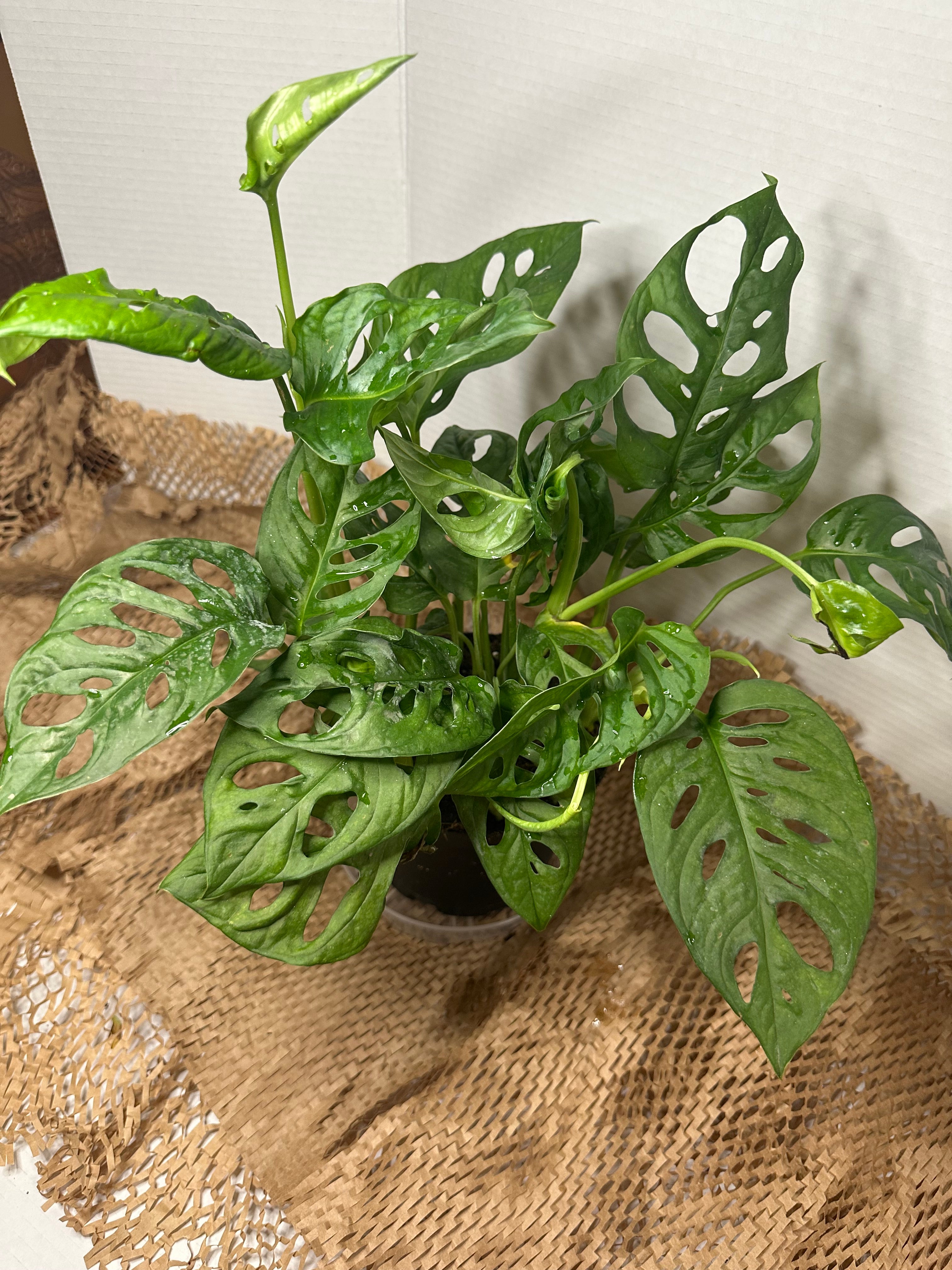 🕳️ Monstera adansonii (Swiss Cheese Vine)