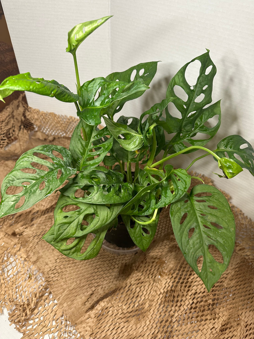 🕳️ Monstera adansonii (Swiss Cheese Vine)