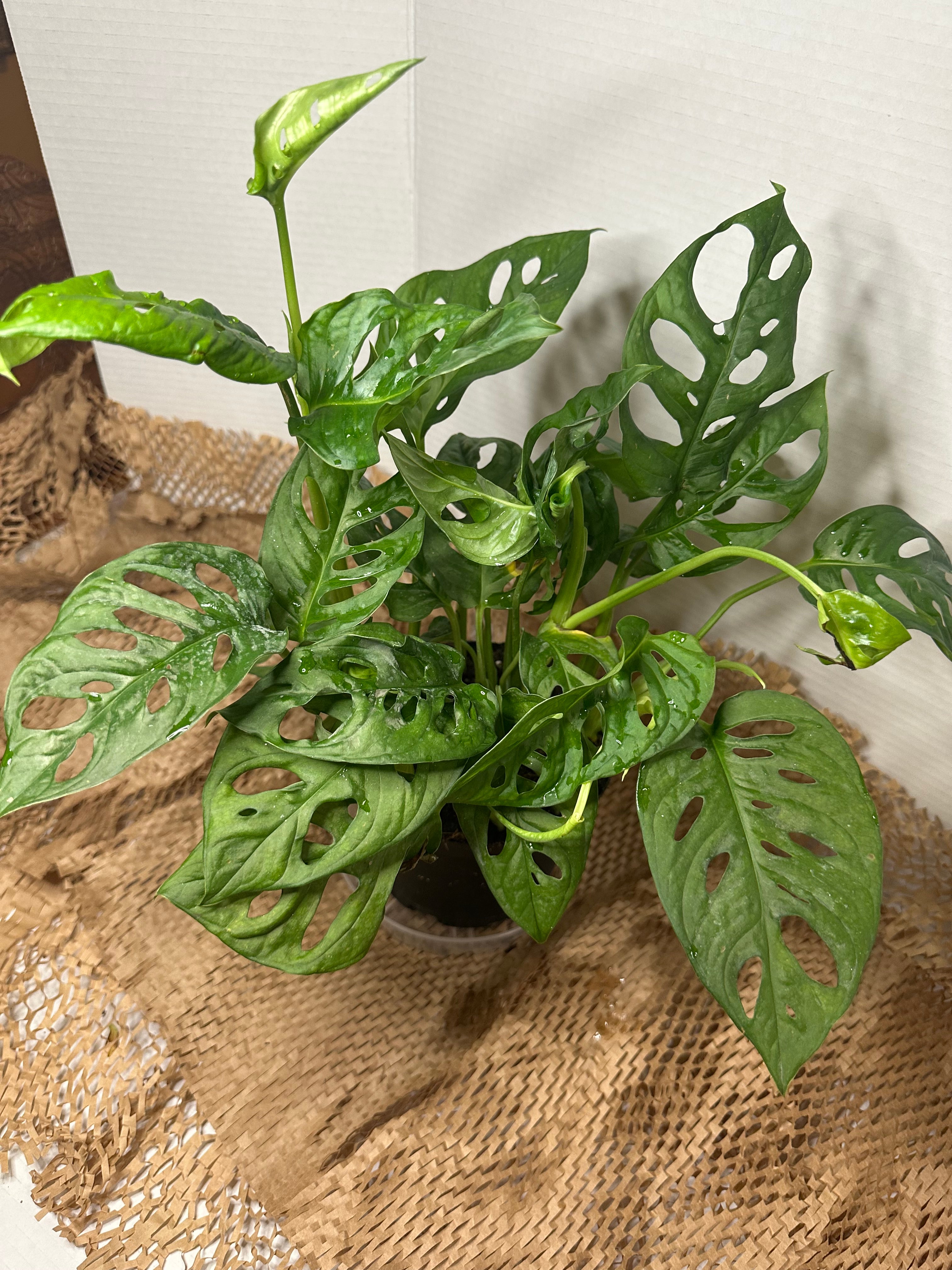 🕳️ Monstera adansonii (Swiss Cheese Vine)